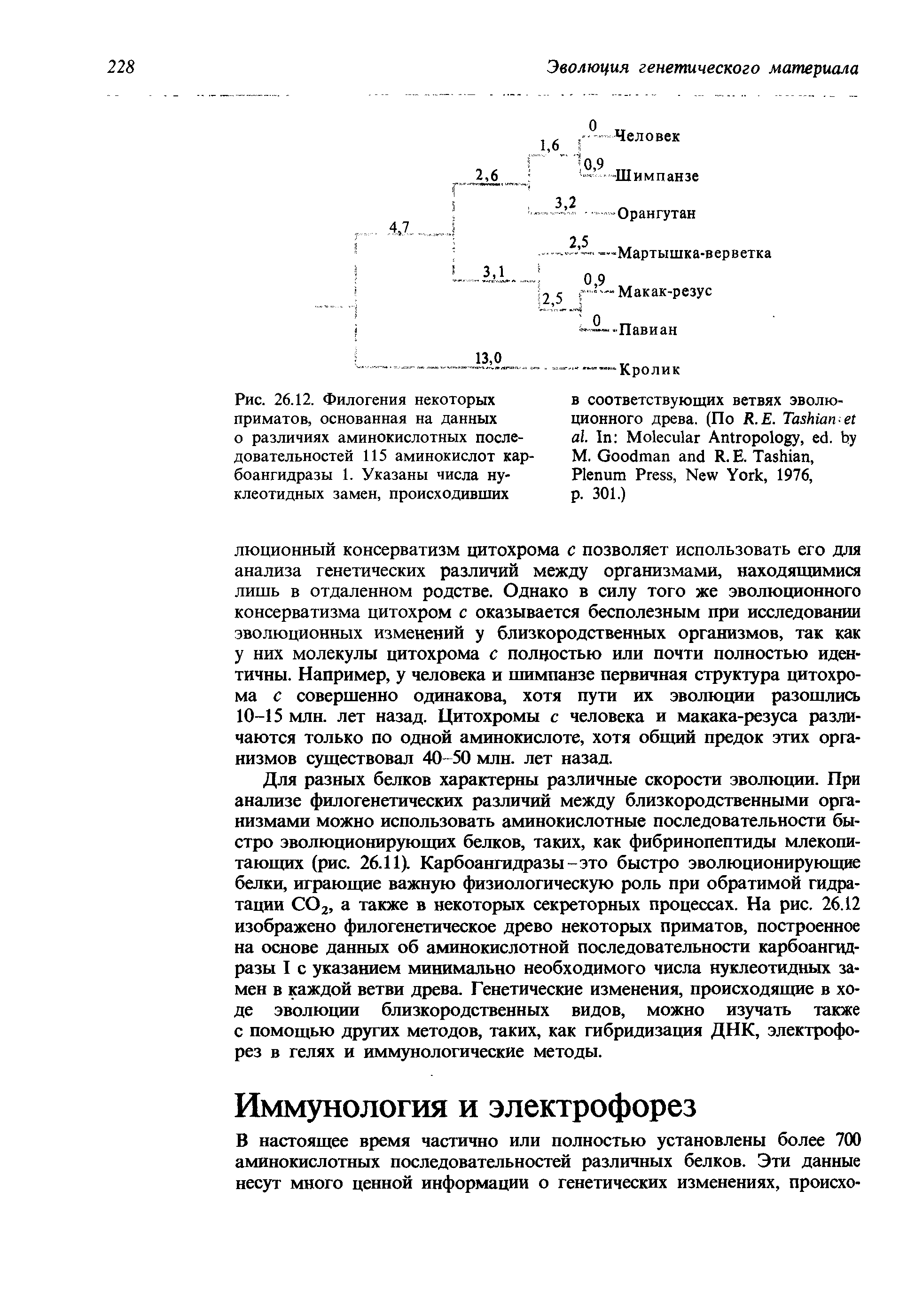 Рис. 26.12. Филогения некоторых приматов, основанная на данных о различиях аминокислотных последовательностей 115 аминокислот карбоангидразы 1. Указаны числа нуклеотидных замен, происходивших...