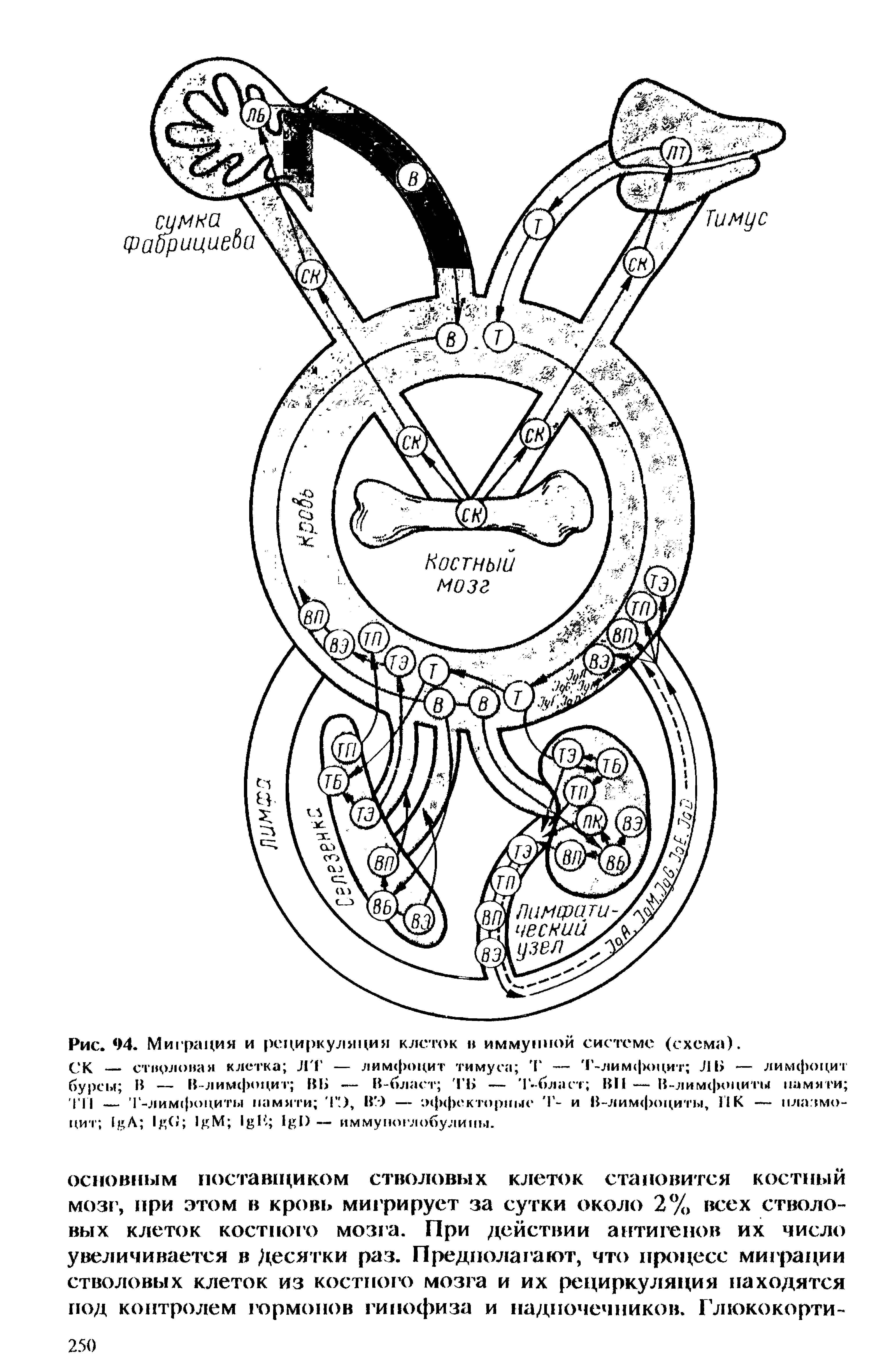 Рис. 94. Миграция и рециркуляция клеток н иммунной системе (схема).