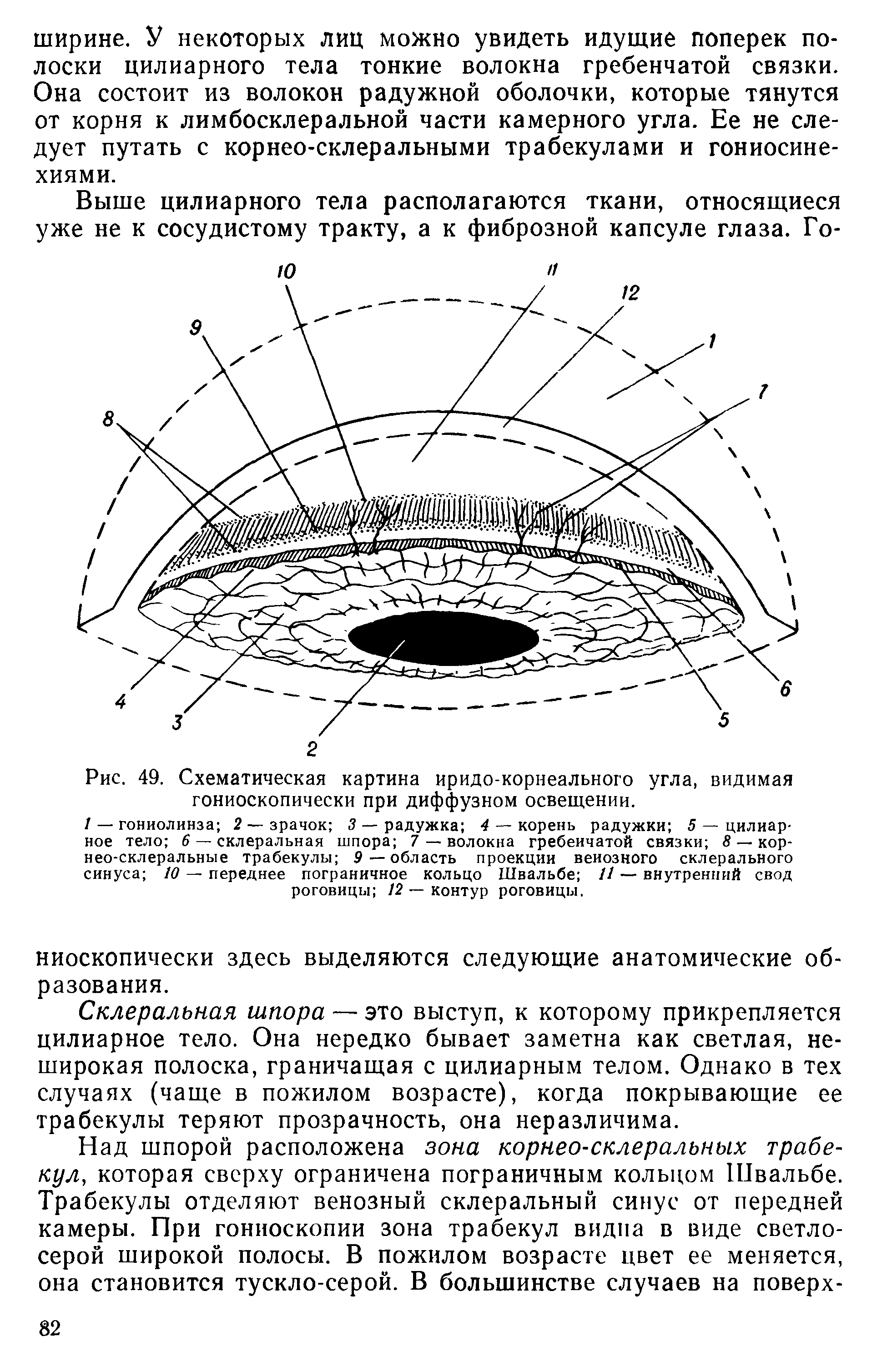 Рис. 49. Схематическая картина иридо-корнеального угла, видимая гониоскопически при диффузном освещении.