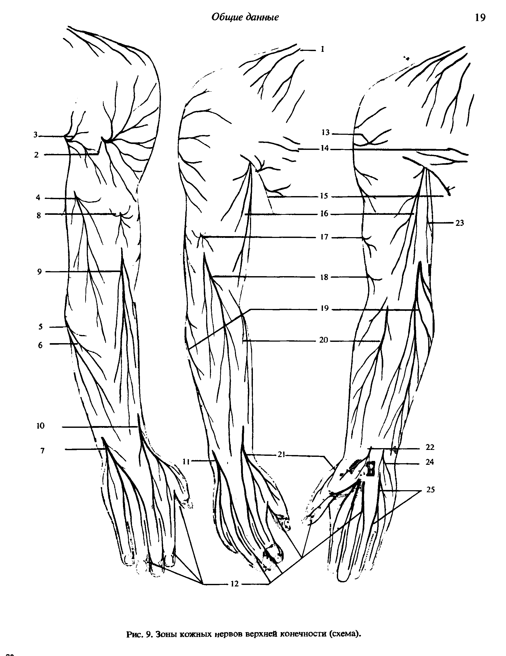 Рис. 9. Зоны кожных нервов верхней конечности (схема).