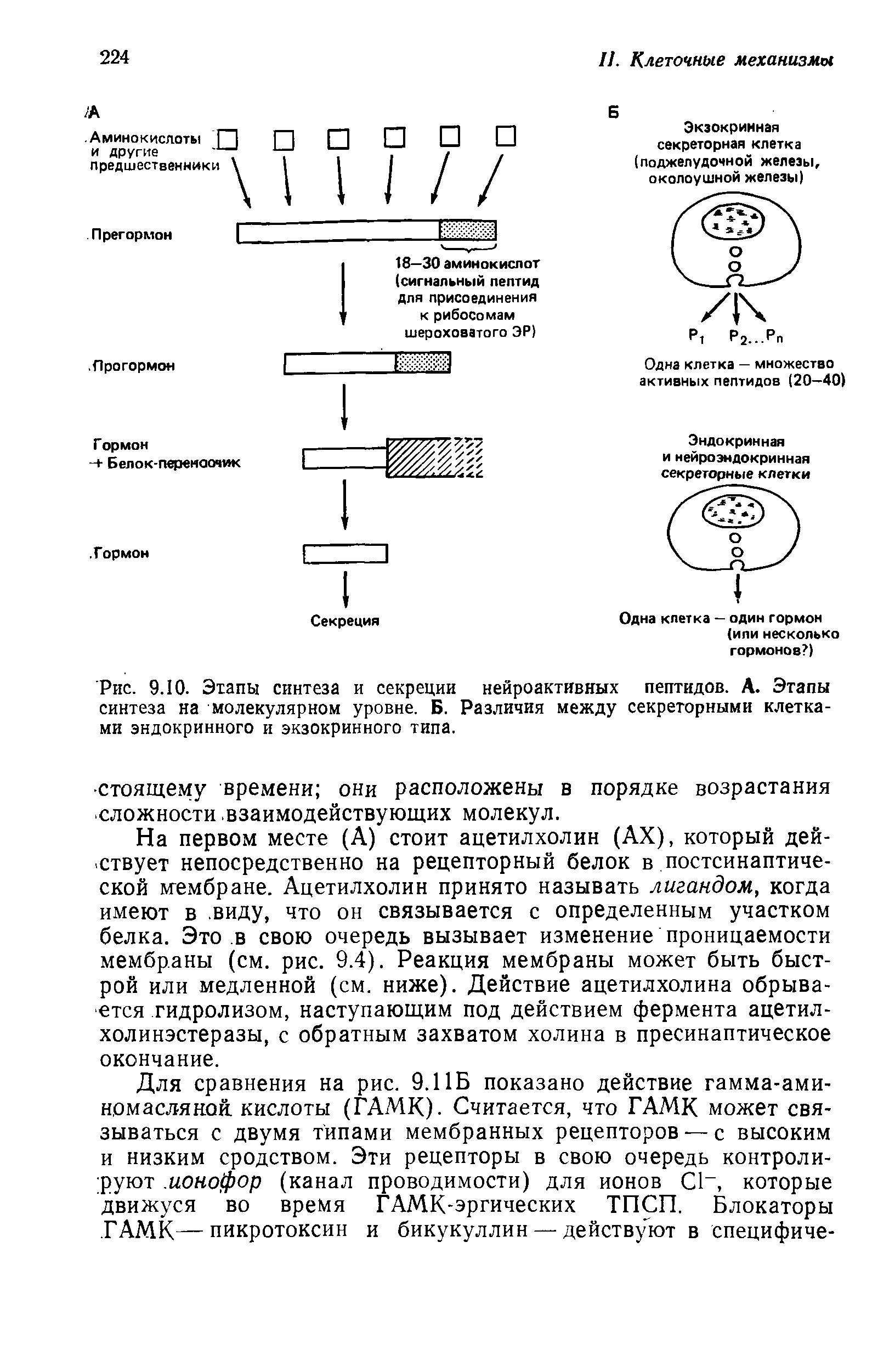 Рис. 9.10. Этапы синтеза и секреции нейроактивных пептидов. А. Этапы синтеза на молекулярном уровне. Б. Различия между секреторными клетками эндокринного и экзокринного типа.