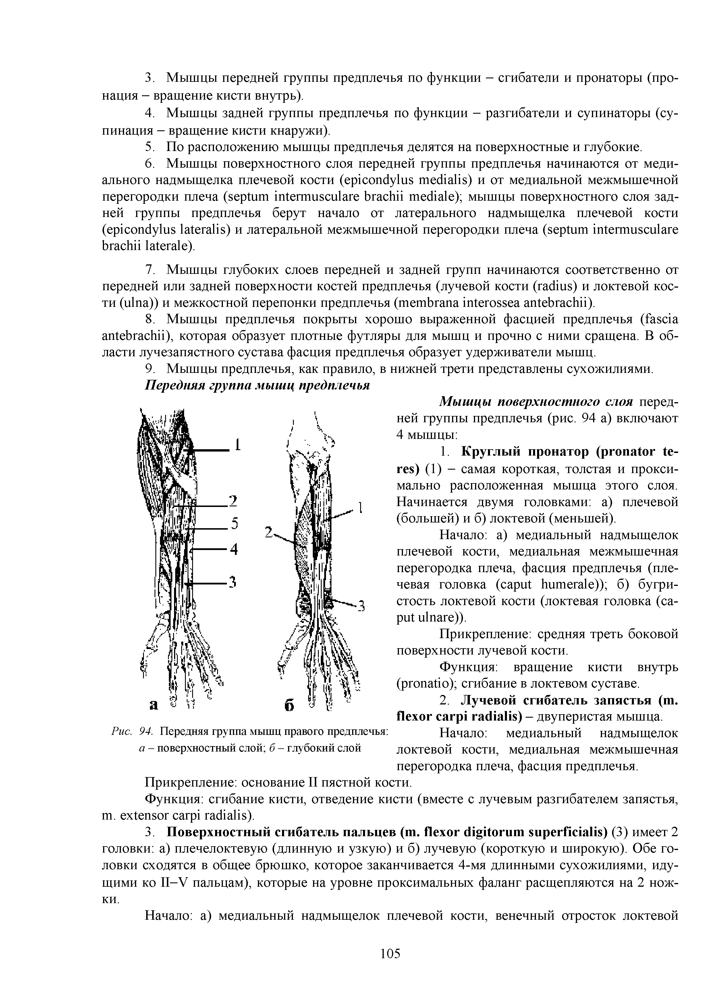 Рис. 94. Передняя группа мышц правого предплечья а - поверхностный слой б - глубокий слой...
