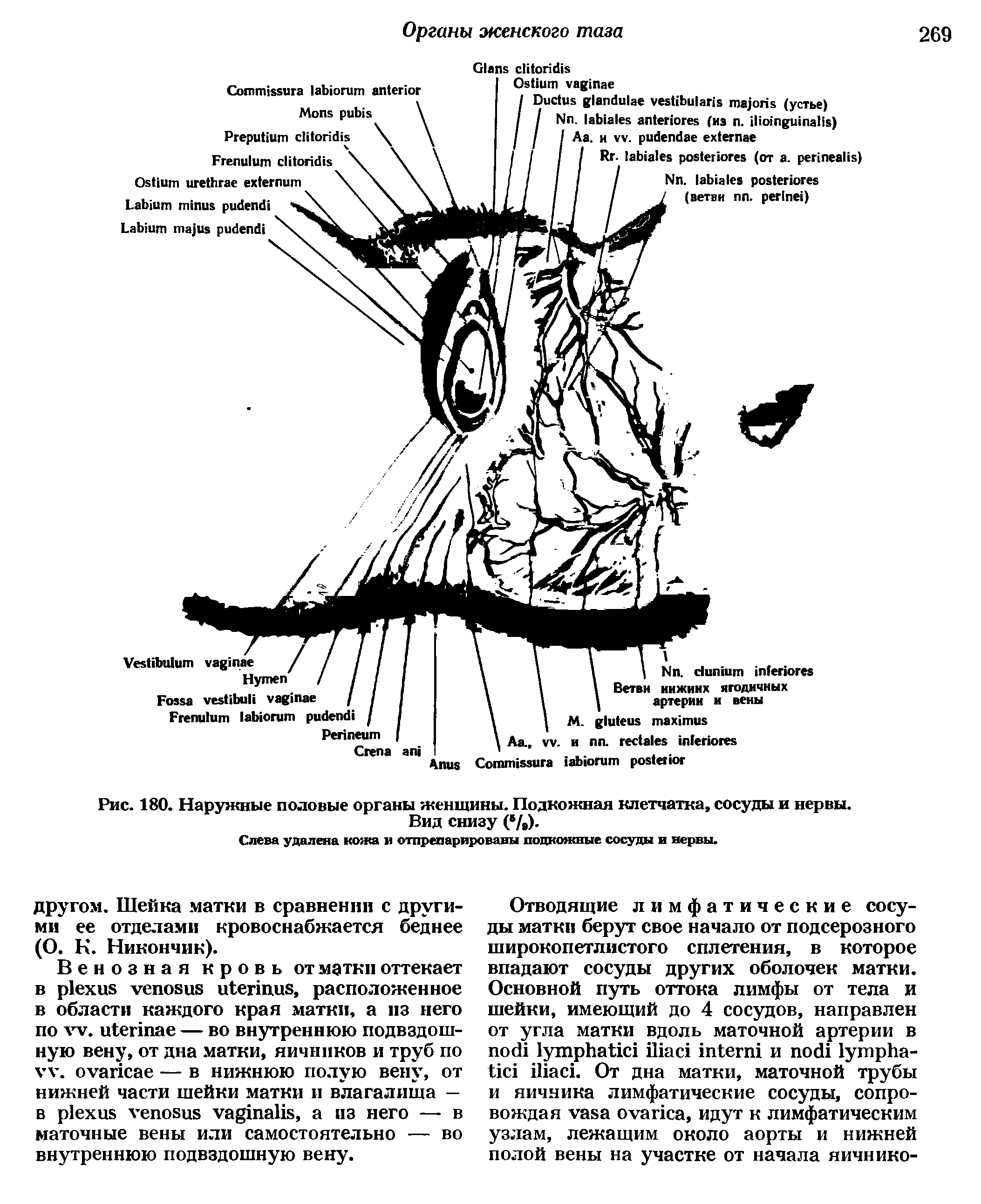 Рис. 180. Наружные половые органы женщины. Подкожная клетчатка, сосуды н нервы. Вид снизу ( /,).