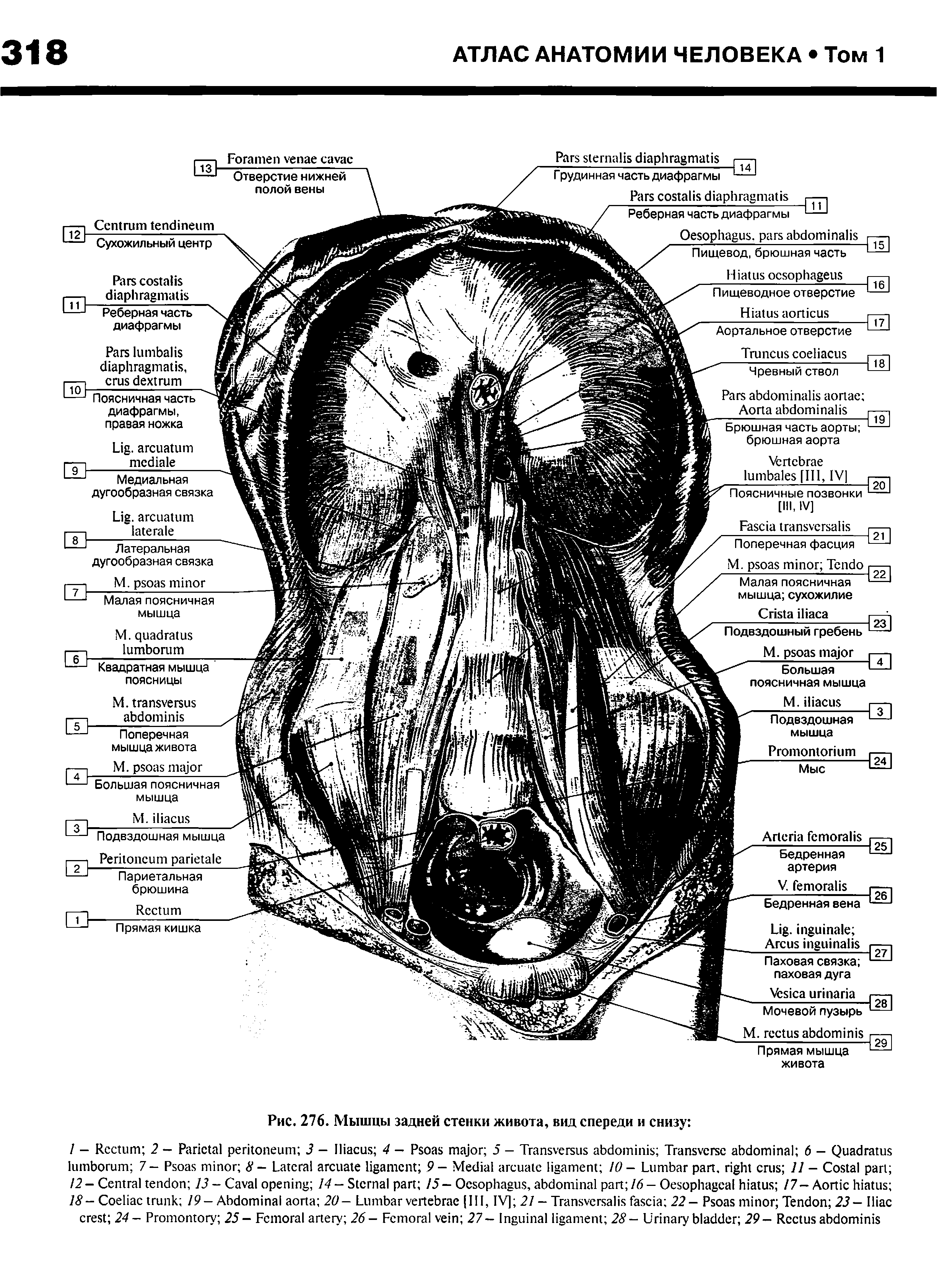 Рис. 276. Мышцы задней стенки живота, вид спереди и снизу ...