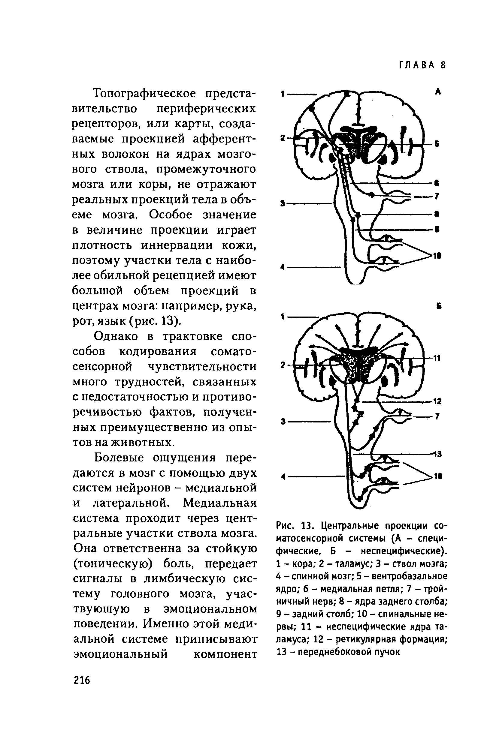Рис. 13. Центральные проекции соматосенсорной системы (А - специфические, Б - неспецифические). 1 - кора 2 - таламус 3 - ствол мозга 4 - спинной мозг 5 - вентробазальное ядро б - медиальная петля 7 - тройничный нерв 8 - ядра заднего столба 9 - задний столб 10 - спинальные нервы 11 - неспецифические ядра таламуса 12 - ретикулярная формация 13 - переднебоковой пучок...