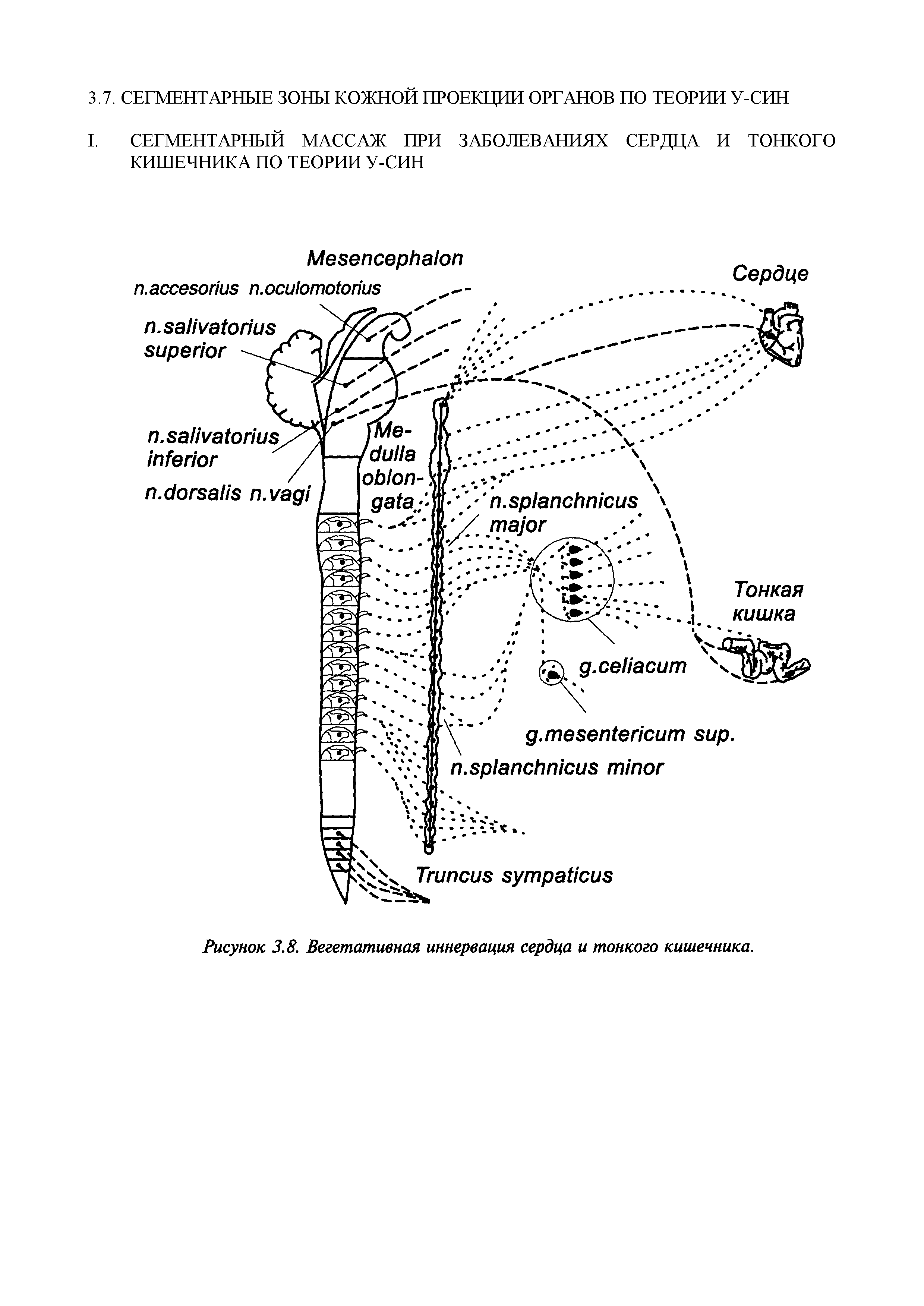 Рисунок 3.8. Вегетативная иннервация сердца и тонкого кишечника.