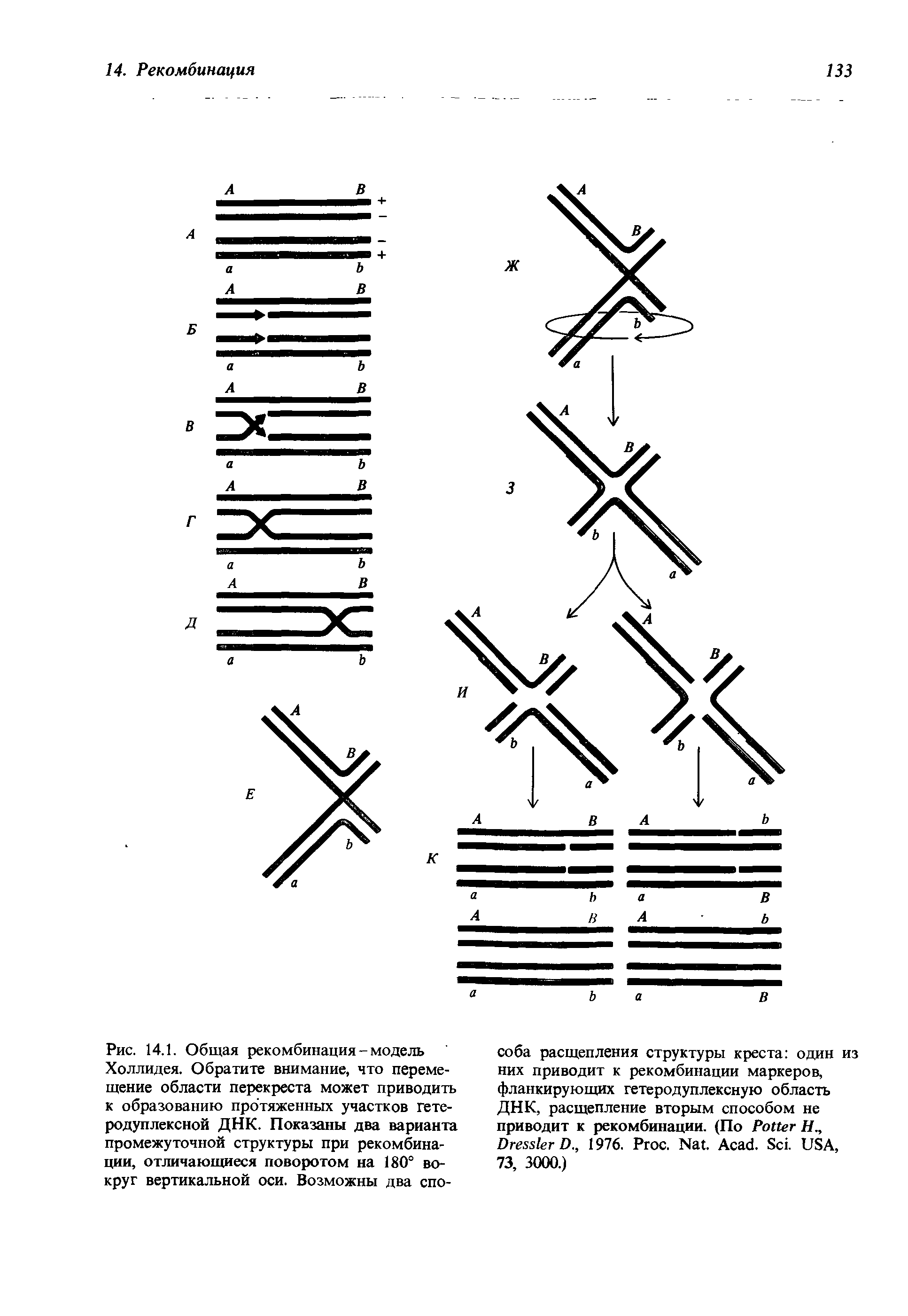 Рис. 14.1. Общая рекомбинация - модель Холлидея. Обратите внимание, что перемещение области перекреста может приводить к образованию протяженных участков гете-родуплексной ДНК. Показаны два варианта промежуточной структуры при рекомбинации, отличающиеся поворотом на 180° вокруг вертикальной оси. Возможны два спо...