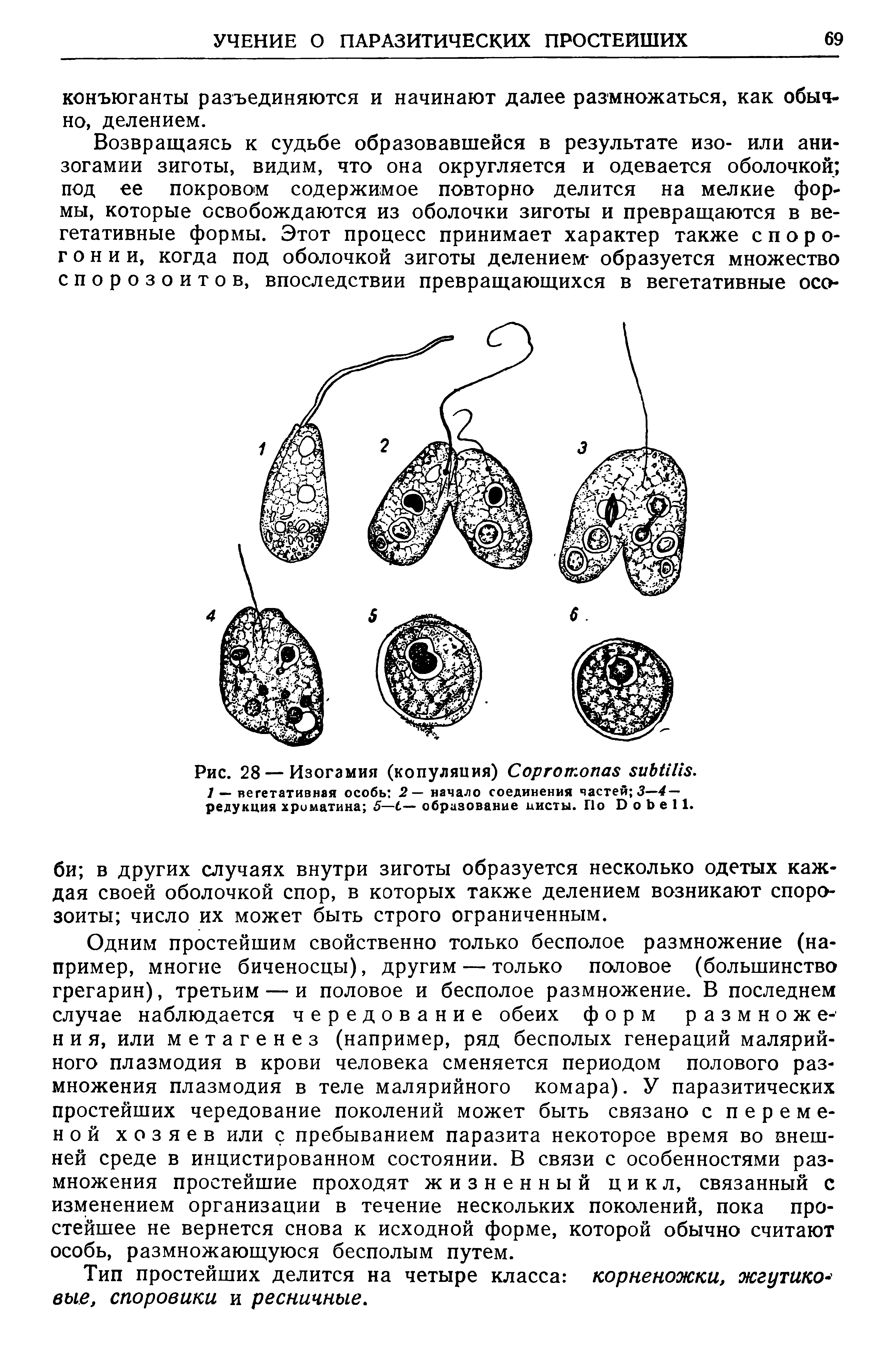 Рис. 28 — Изогамия (копуляция) C . — вегетативная особь 2— начало соединения частей 3—4 — редукция хроматина 5—С— образование цисты. По D .