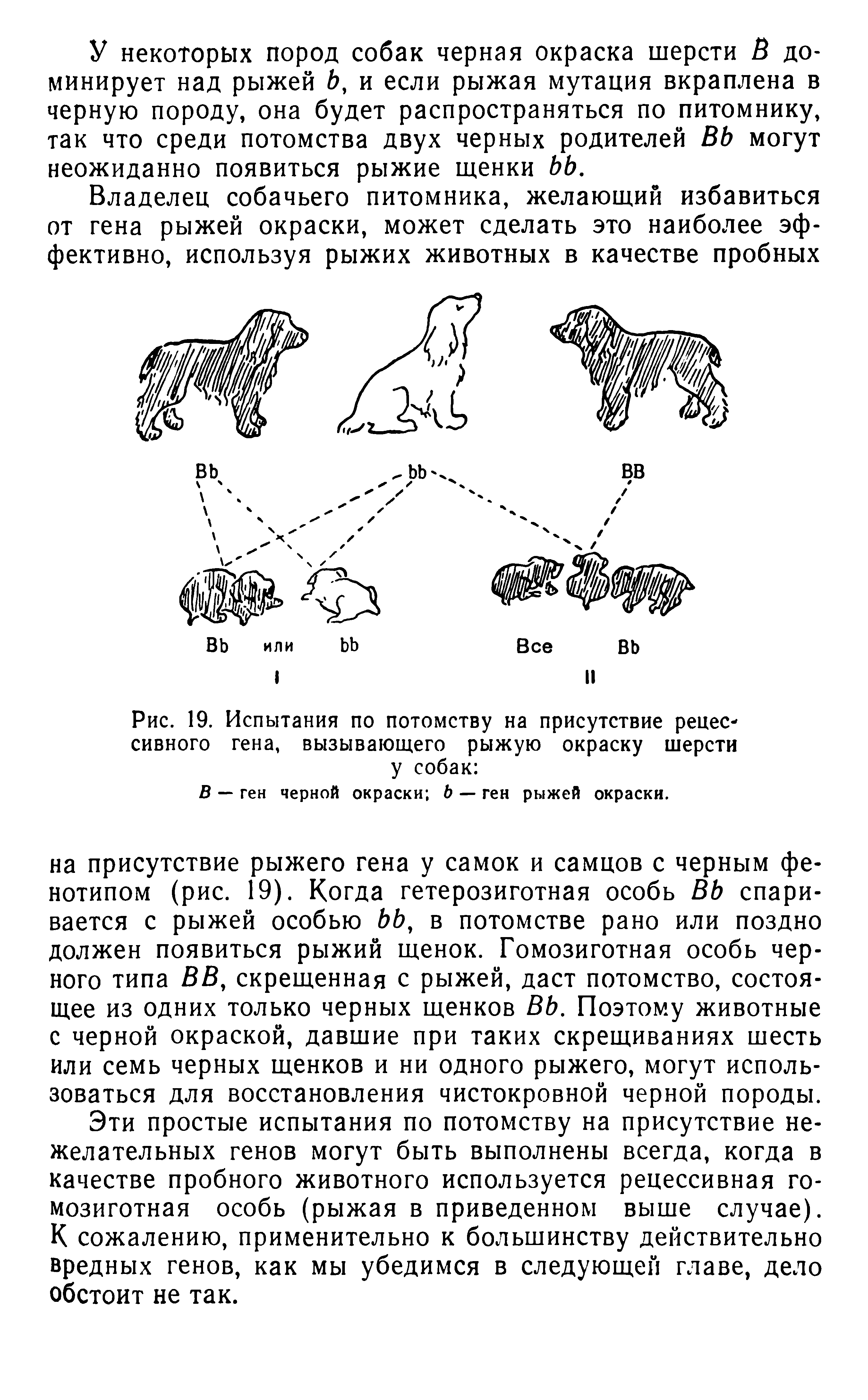 Рис. 19. Испытания по потомству на присутствие рецессивного гена, вызывающего рыжую окраску шерсти у собак ...