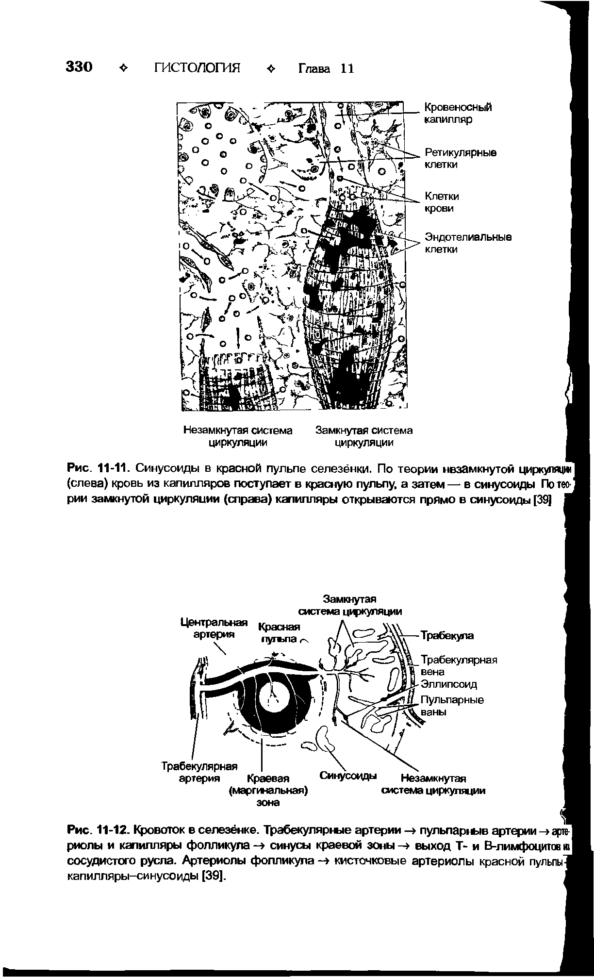 Рис. 11-11. Синусоиды в красной пульпе селезёнки. По теории незамкнутой циркуляции (слева) кровь из капилляров поступает в красную пульпу, а затем — в синусоиды По теории замкнутой циркуляции (справа) капилляры открываются прямо в синусоиды [39]...