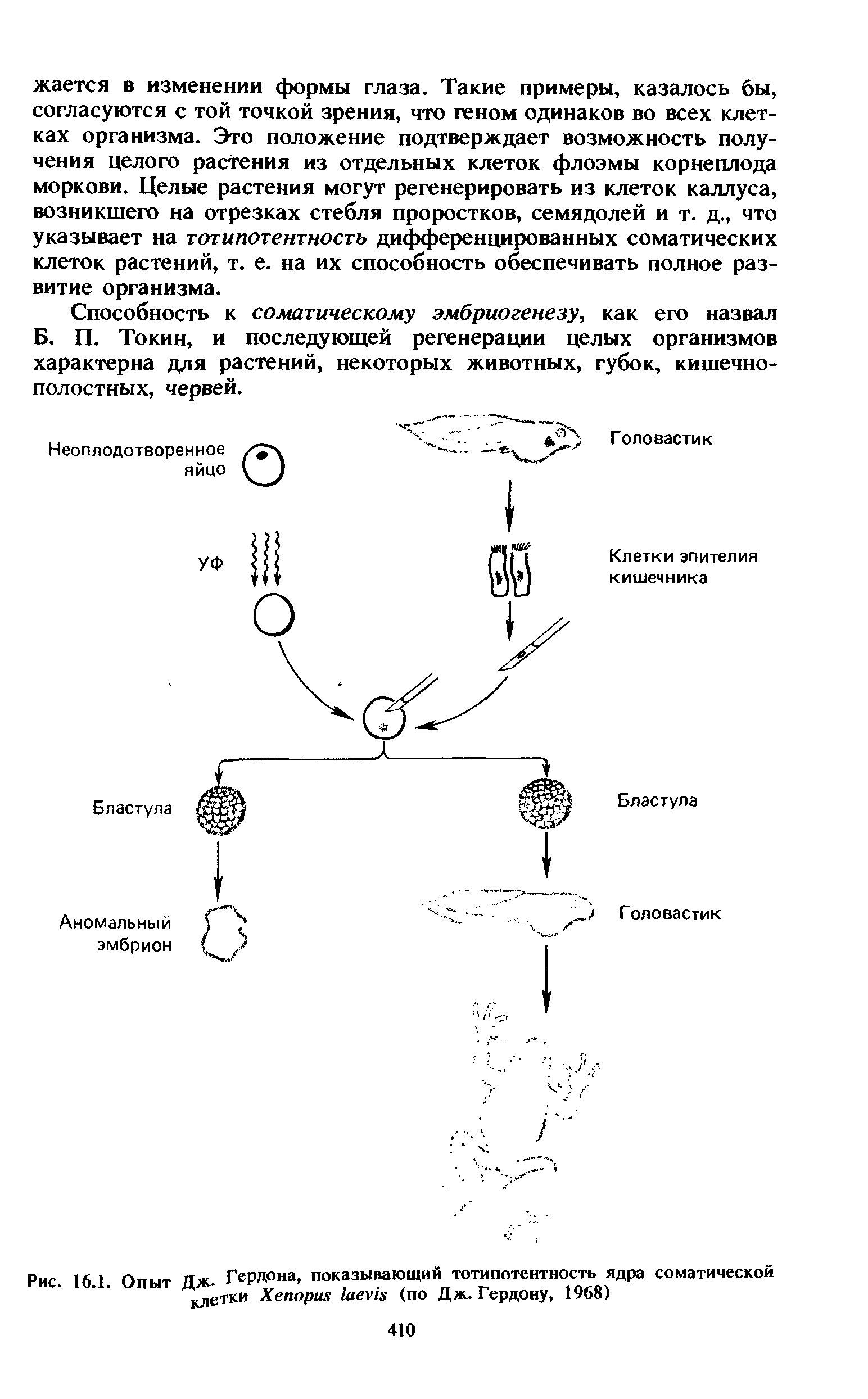 Рис. 16 1 Опыт Дж- Гердона, показывающий тотипотентность ядра соматической клетки Хепориэ дых (по Дж. Гердону, 1968)...
