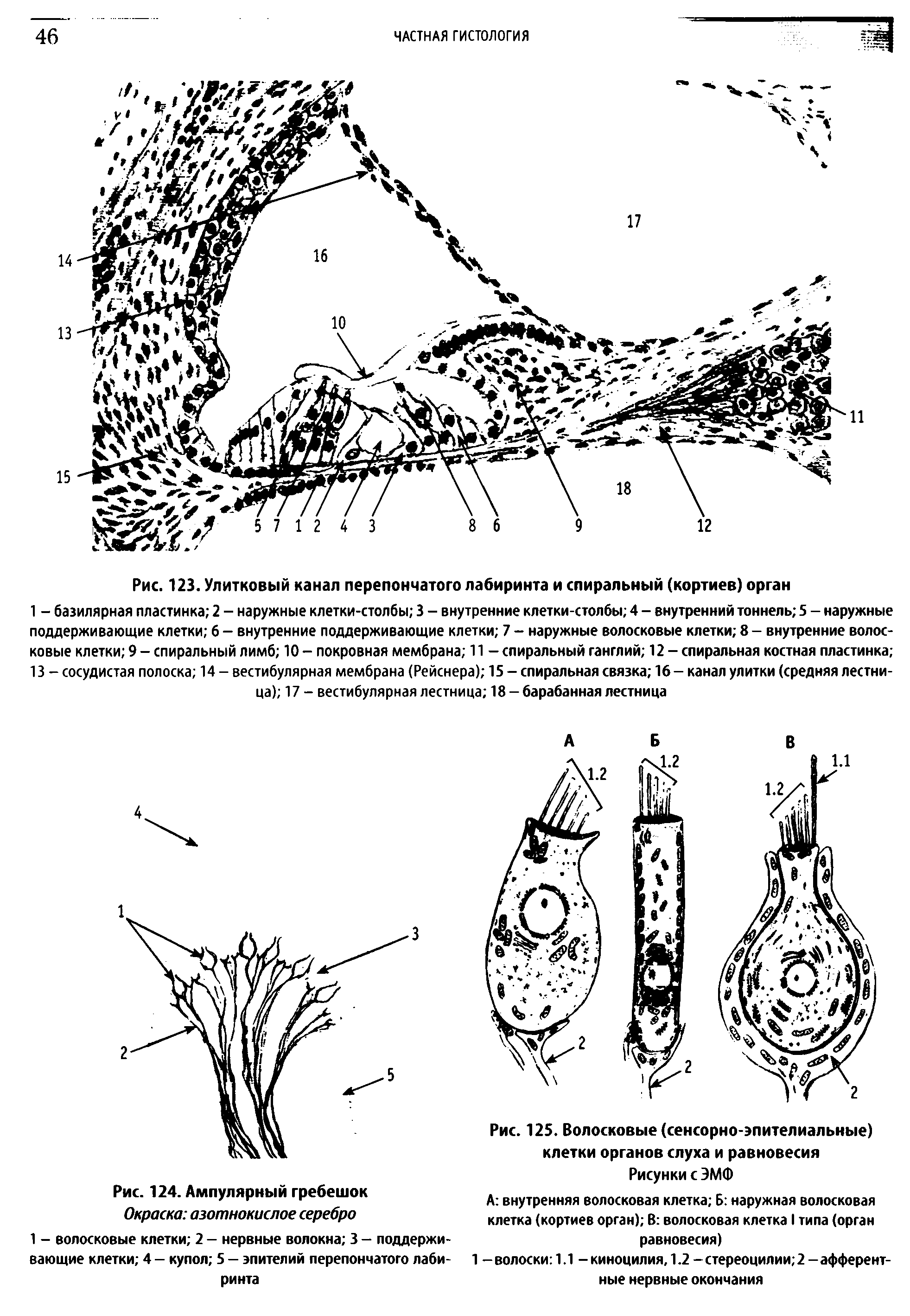 Рис. 125. Волосковые (сенсорно-эпителиальные) клетки органов слуха и равновесия Рисунки с ЭМФ...