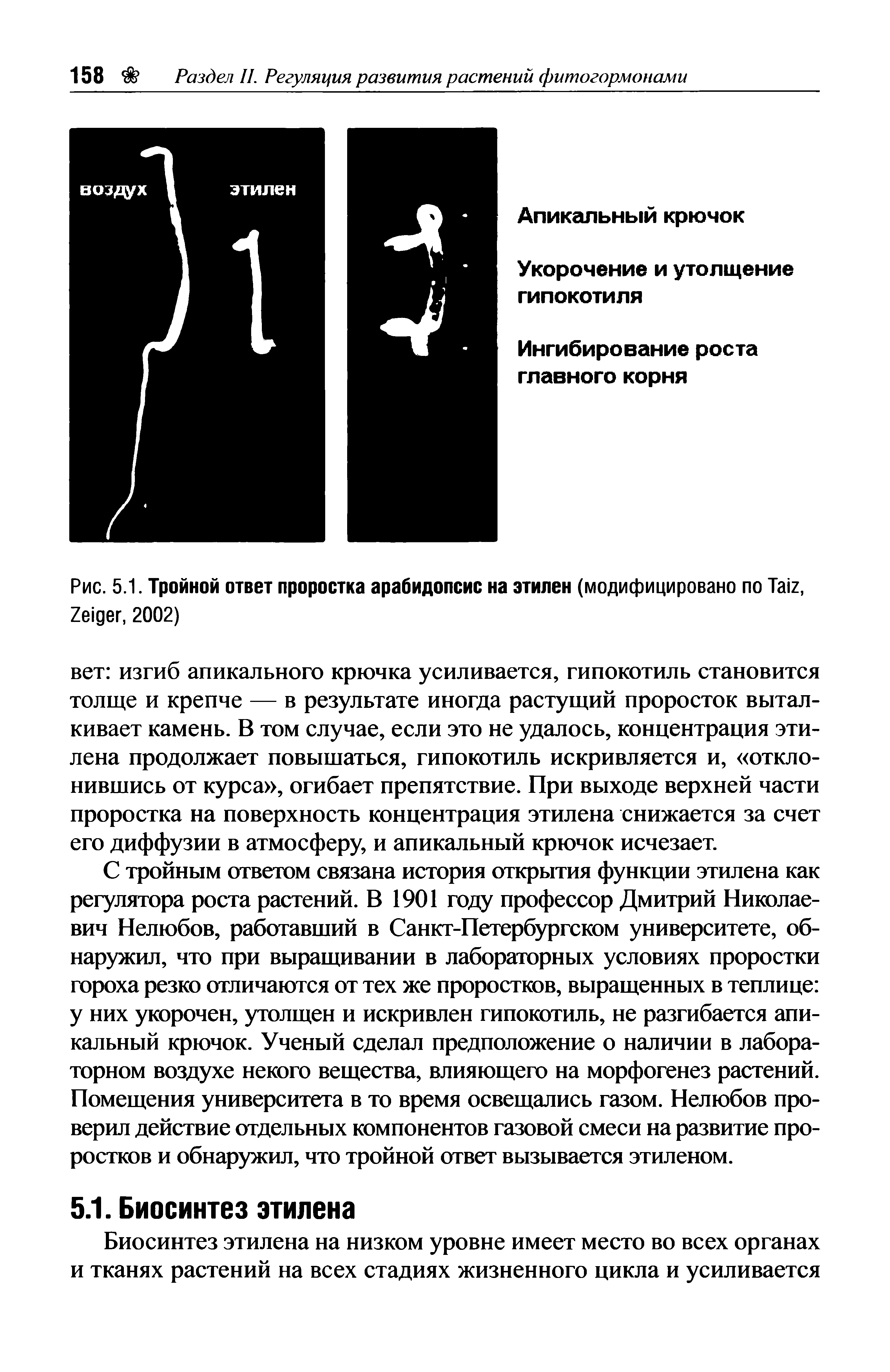 Рис. 5.1. Тройной ответ проростка арабидопсис на этилен (модифицировано по T , Z , 2002)...