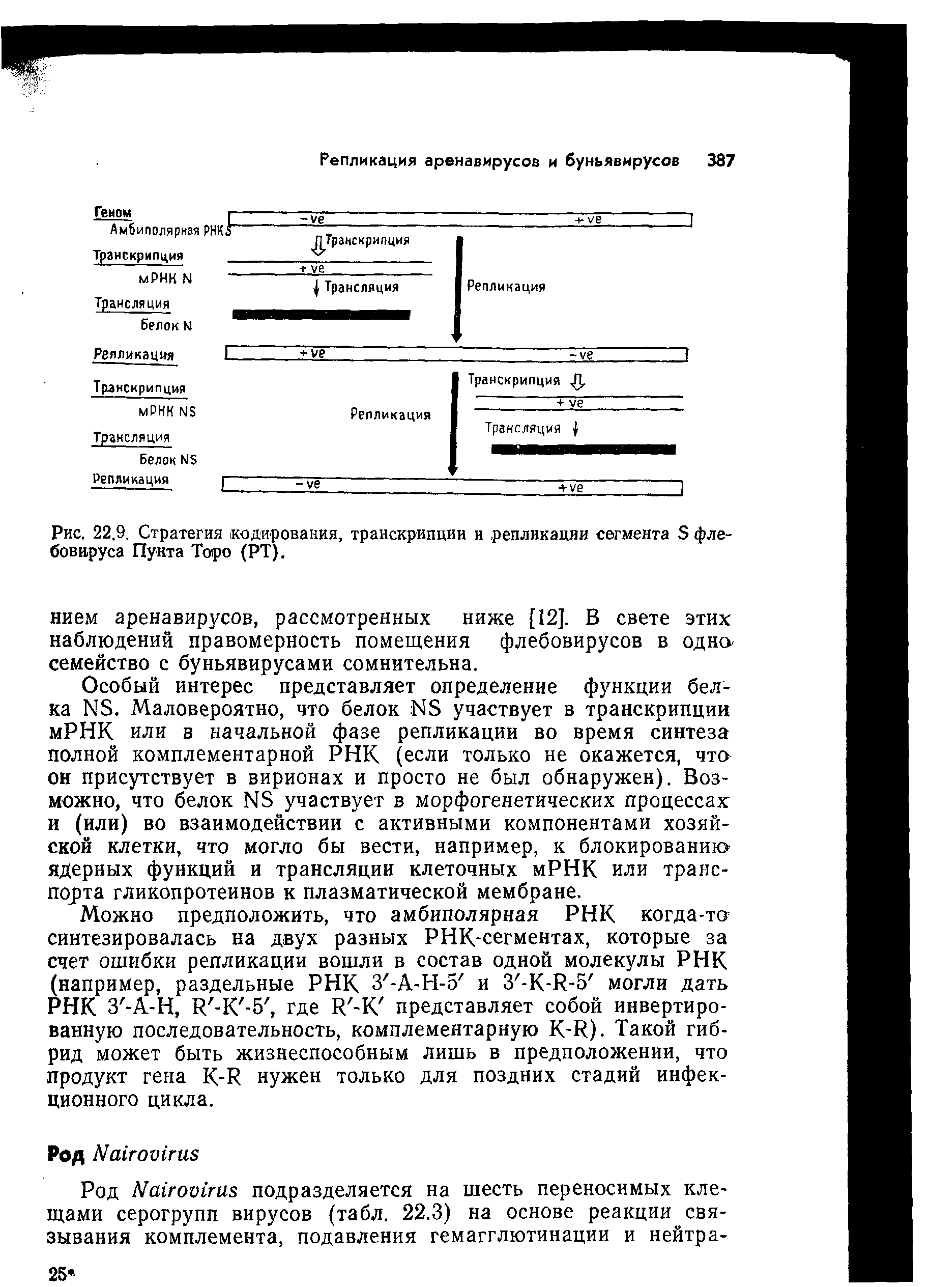 Рис. 22.9. Стратегия кодирования, транскрипции и репликации сегмента Э флебовируса Пунта Торо (РТ).