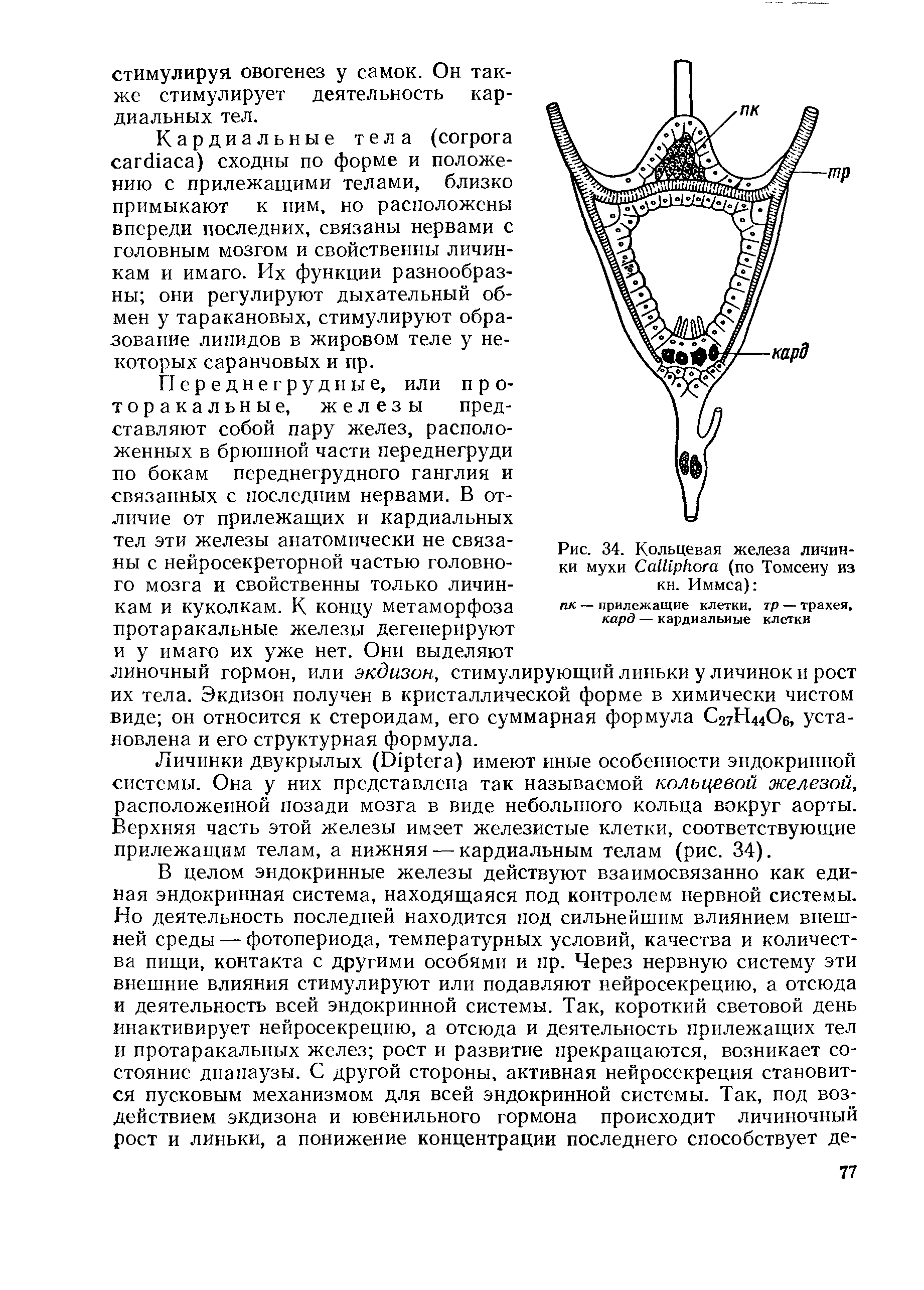 Рис. 34. Кольцевая железа личинки мухи СаШрЬога (по Томсену из кн. Иммса) ...