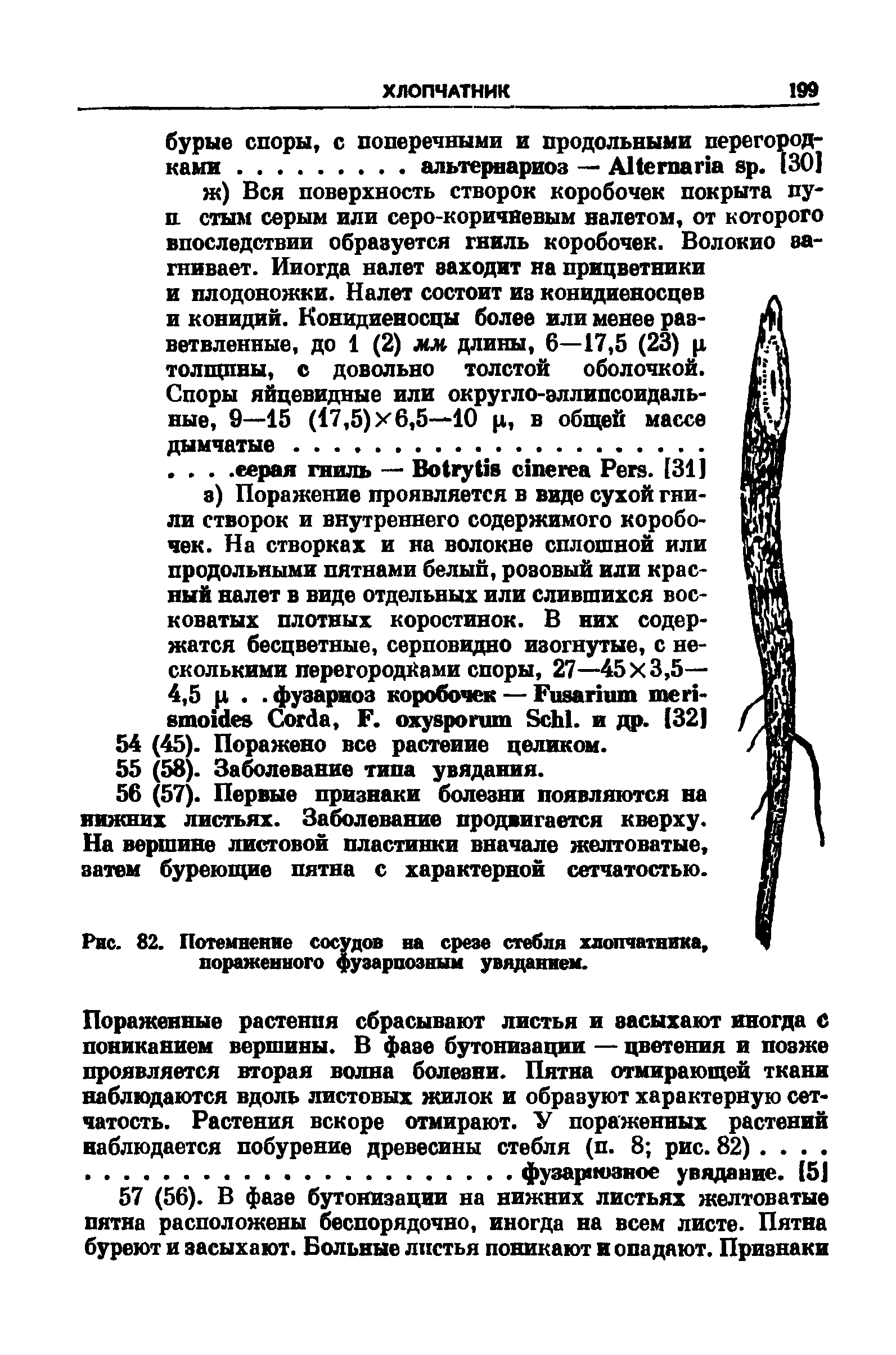 Рис. 82. Потемнение сосудов на срезе стебля хлопчатника, пораженного фузарпозным увяданием.