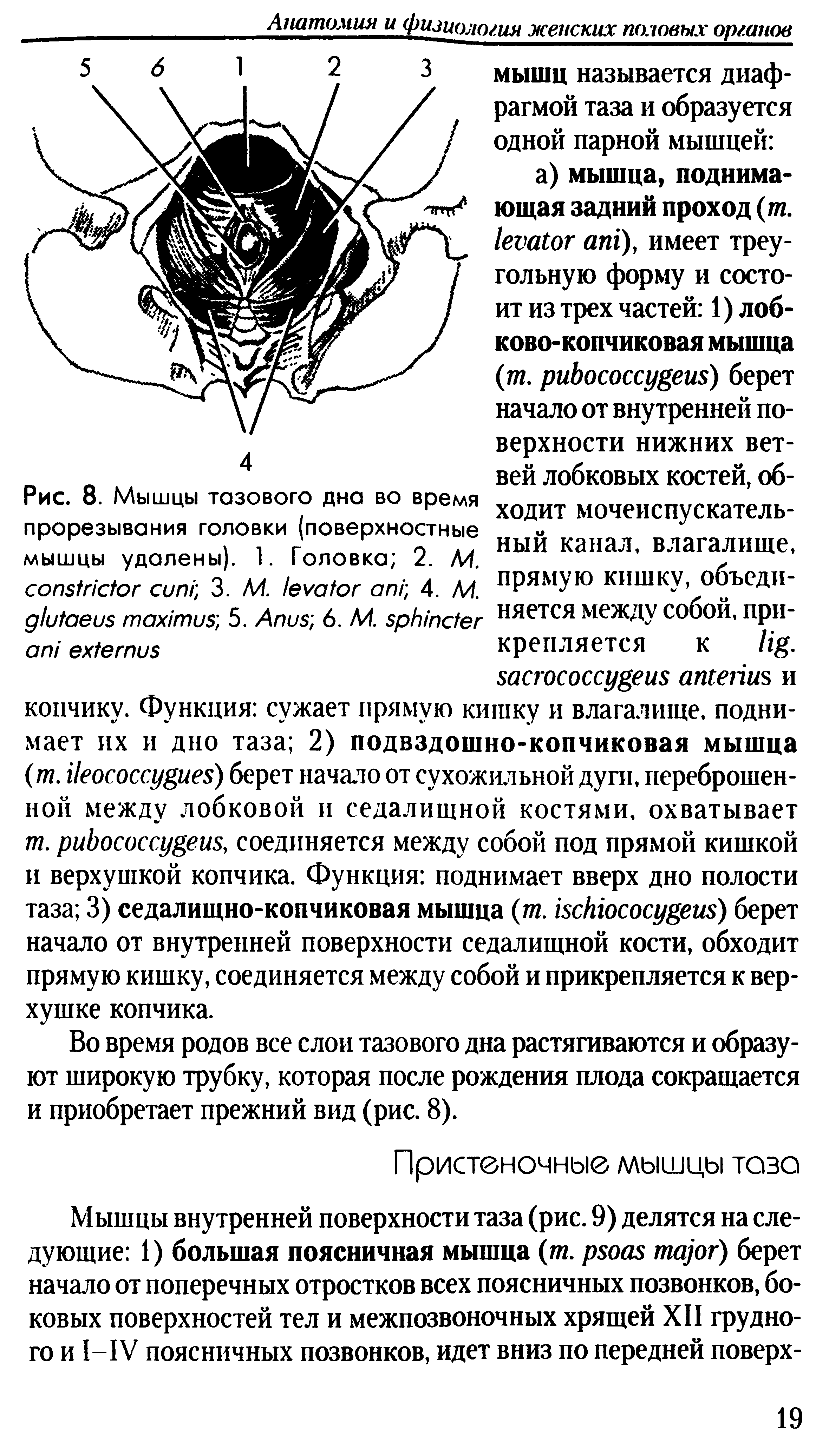 Рис. 8. Мышцы тазового дна во время прорезывания головки (поверхностные мышцы удалены). 1. Головка 2. М. 3. М. 4. М. 5. A 6. M. ...