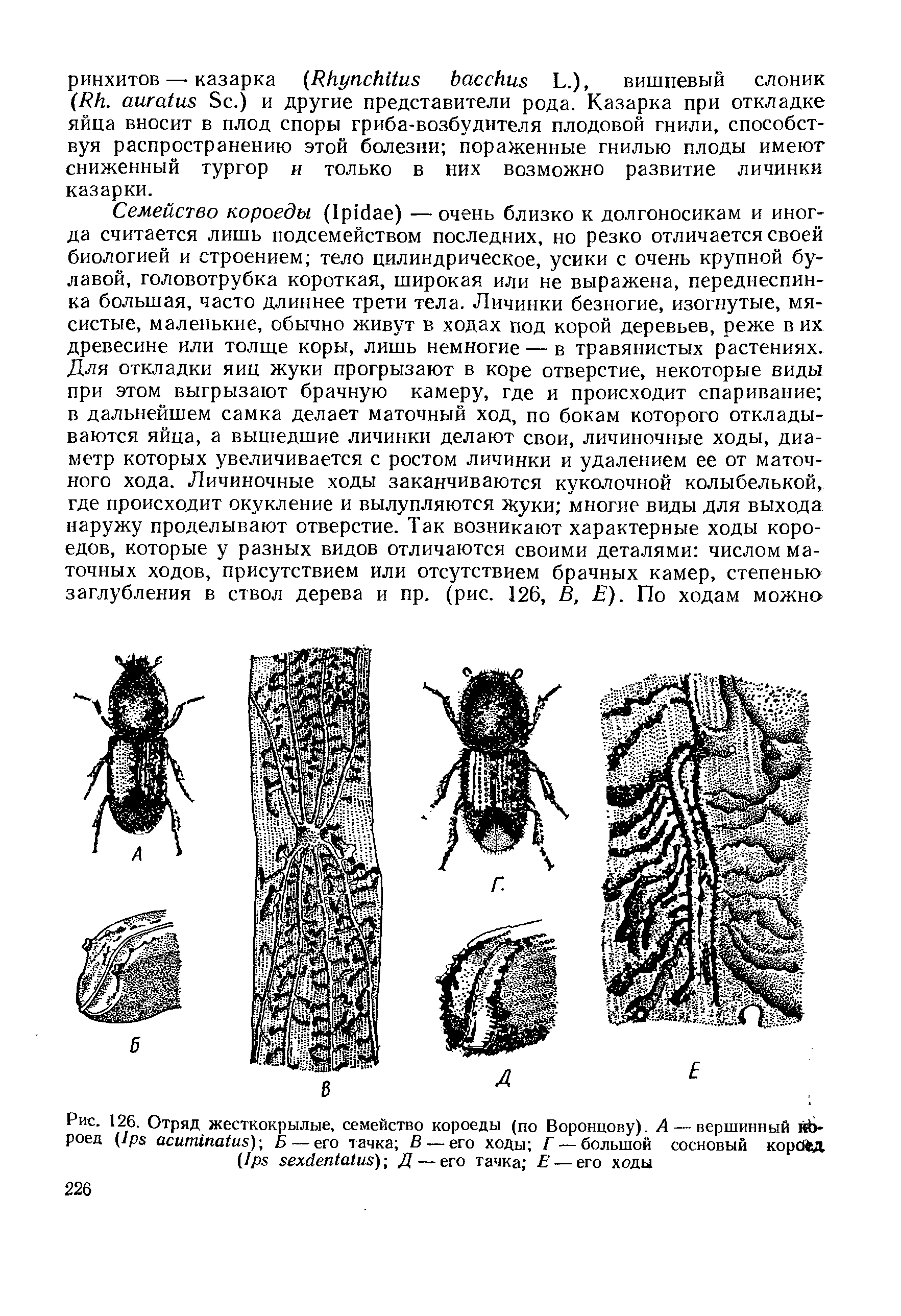 Рис. 126. Отряд жесткокрылые, семейство короеды (по Воронцову). А — вершинный йй-роед (/ре аситигсйиз)-, Б — его тачка В — его ходы Г — большой сосновый короед (//к зехйеп1а1из) Д — его тачка — его ходы...