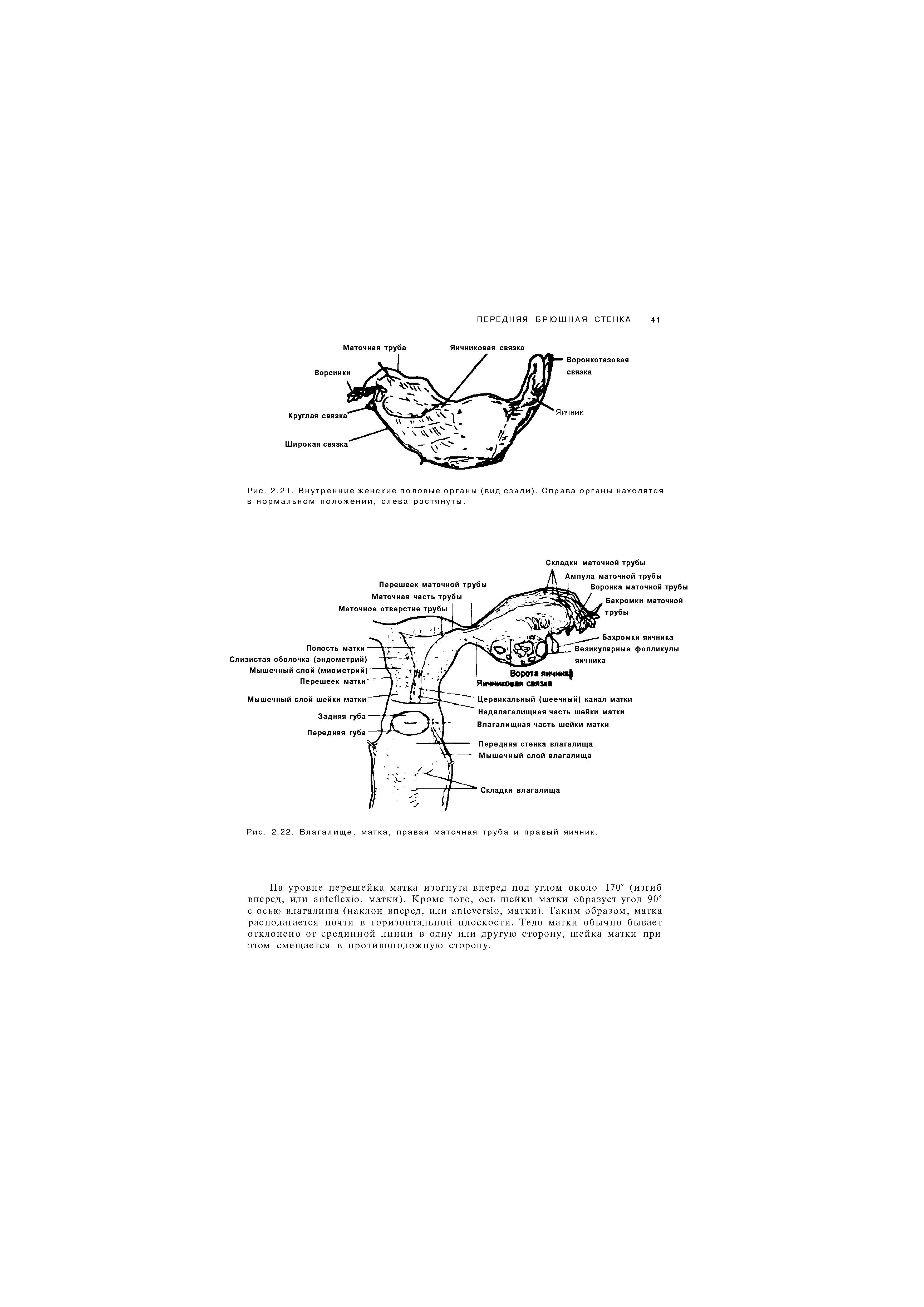 Рис. 2.22. Влагалище, матка, правая маточная труба и правый яичник.