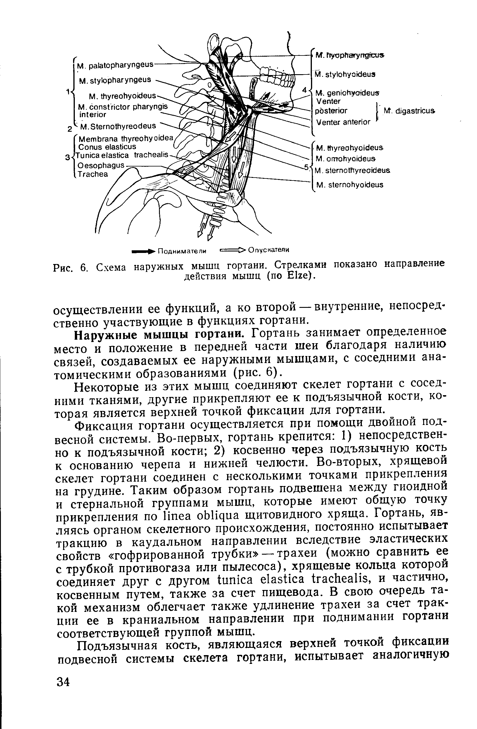 Рис. 6. Схема наружных мышц гортани. Стрелками показано направление действия мышц (по E ).