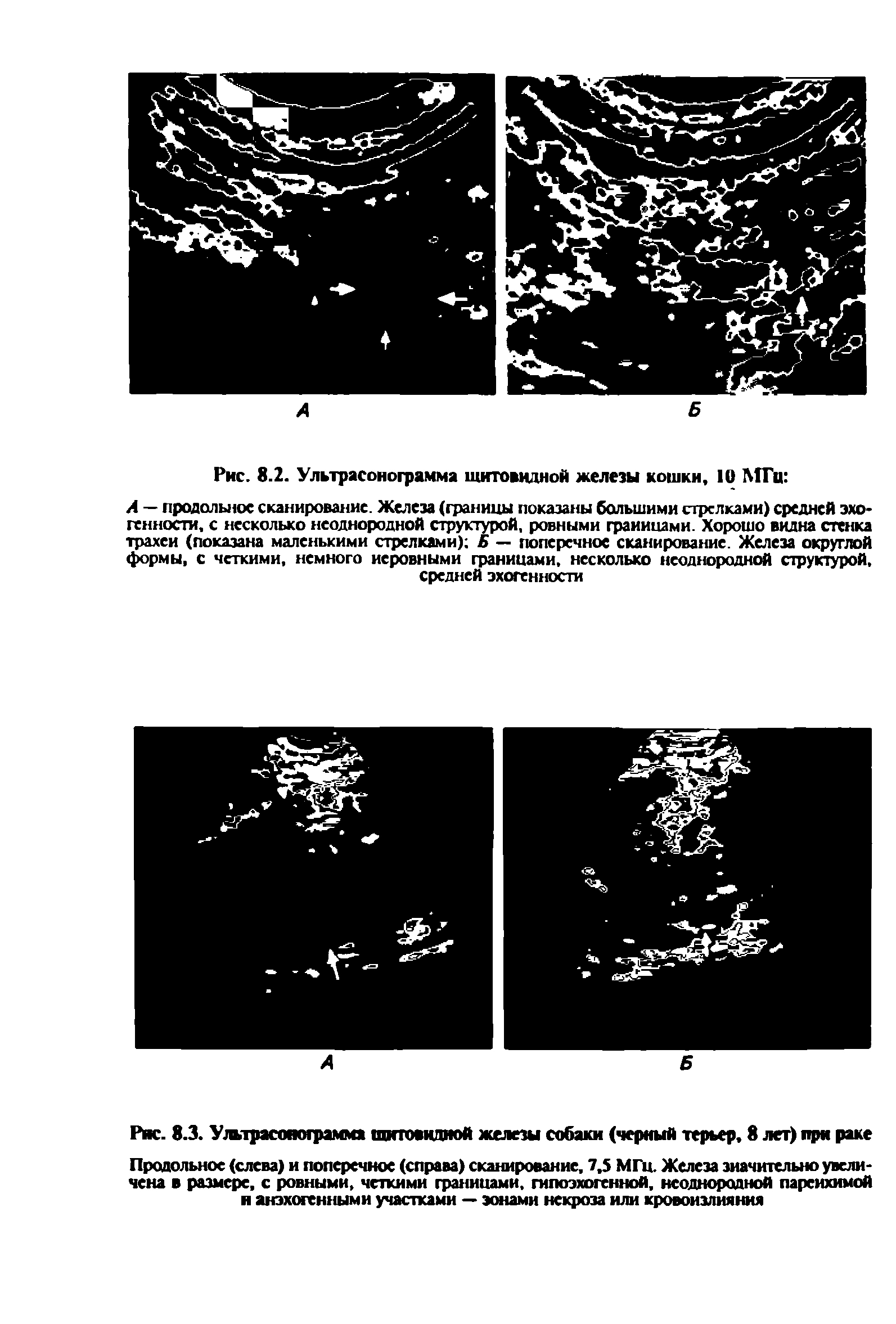 Рис. 8.3. Ультрасонограмма щитовидной железы собаки (черный терьер, 8 лет) при раке Продольное (слева) и поперечное (справа) сканирование, 7,5 МГЦ. Железа значительно увеличена в размере, с ровными, четкими границами, гипоэхогенной, неоднородной паренхимой и анэхогенными участками — эонами некроза или кровоизлияния...