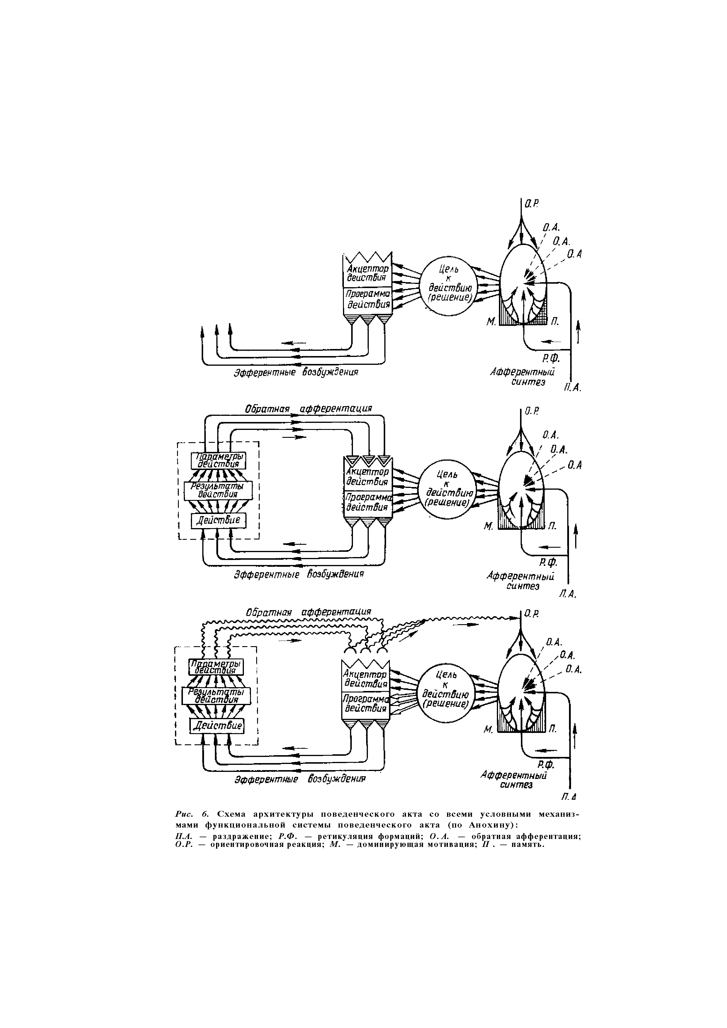 Рис. 6. Схема архитектуры поведенческого акта со всеми условными механизмами функциональной системы поведенческого акта (по Анохину) ...