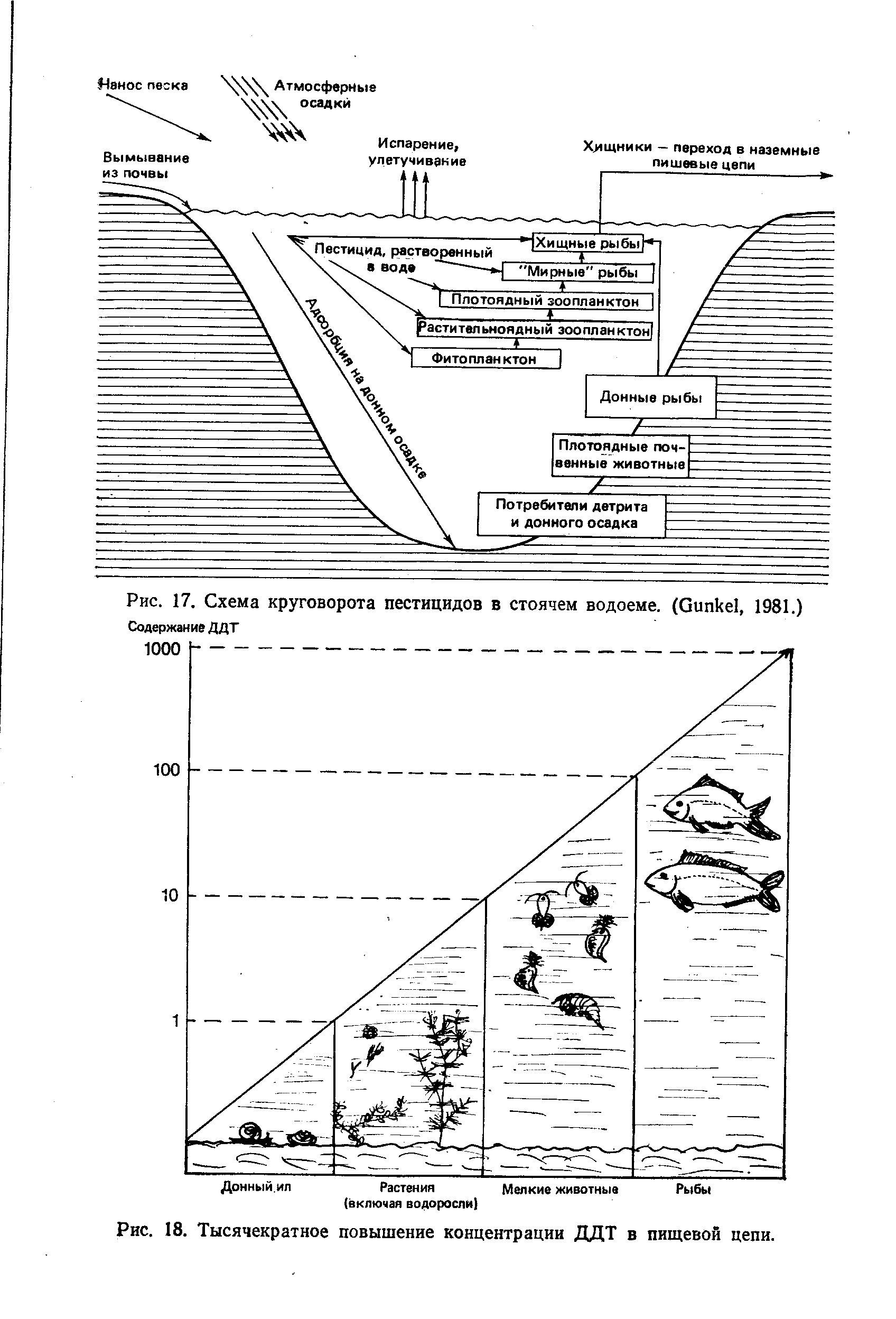 Рис. 17. Схема круговорота пестицидов в стоячем водоеме. (G , 1981.) Содержание ДДТ...