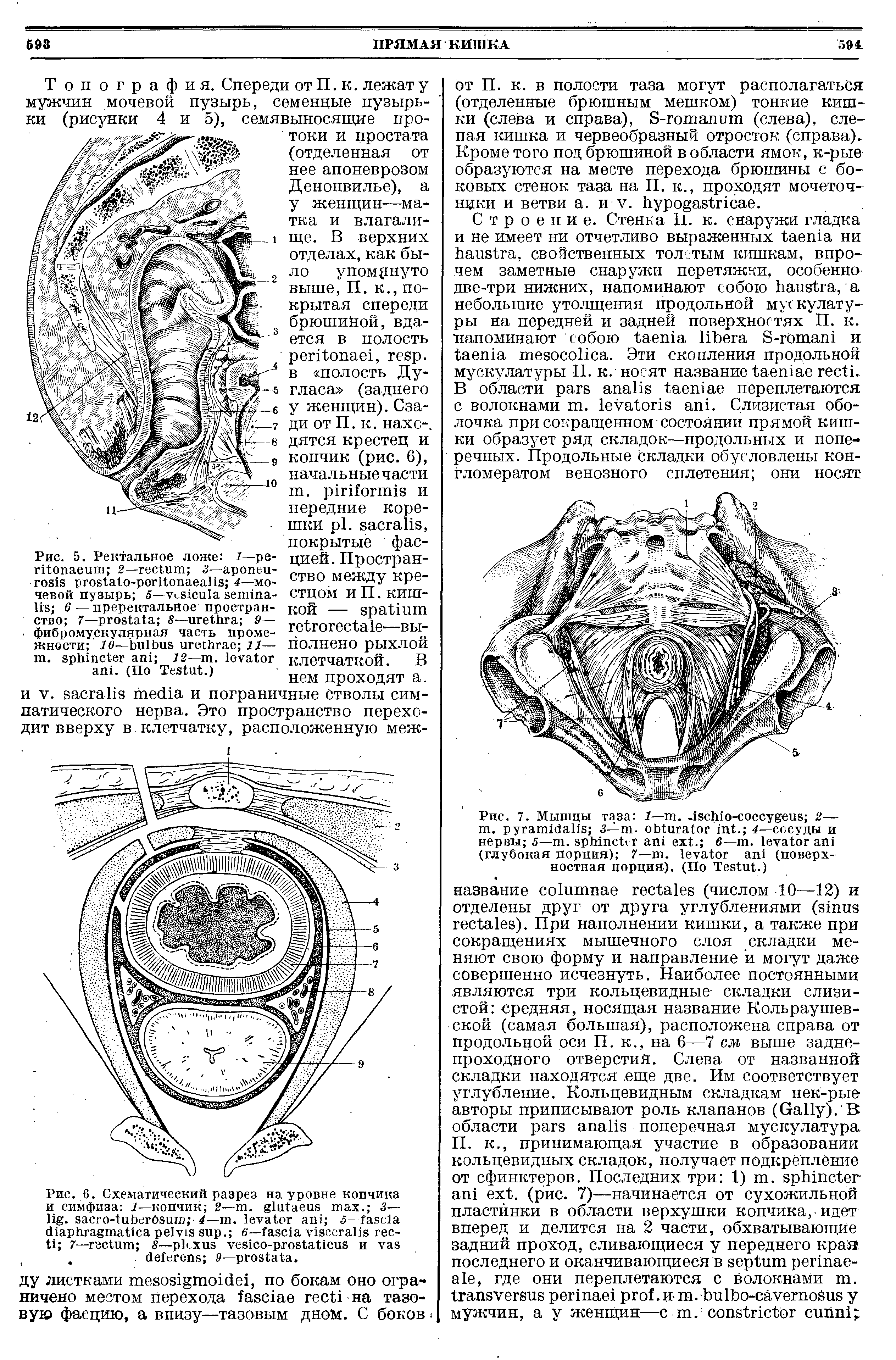 Рис. 7. Мышцы таза 1— .. - 2— т. 3— т. . 4—сосуды и нервы 5—т. . 6—т. (глубокая порция) 7—т. (поверхностная порция). (По T .)...