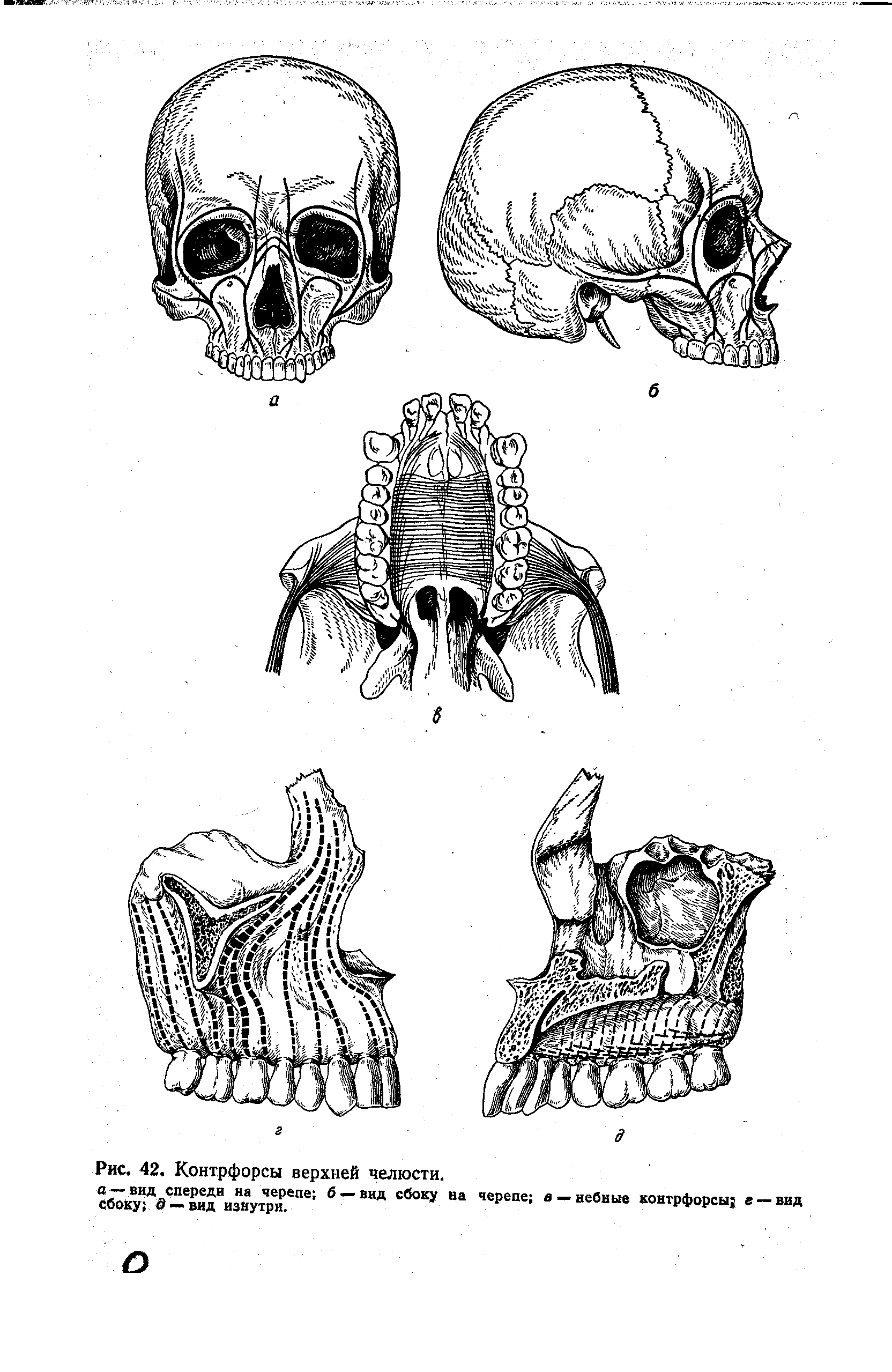Рис. 42. Контрфорсы верхней челюсти, авид спереди на черепе б —вид сбоку на Сбоку о —вид изнутри.