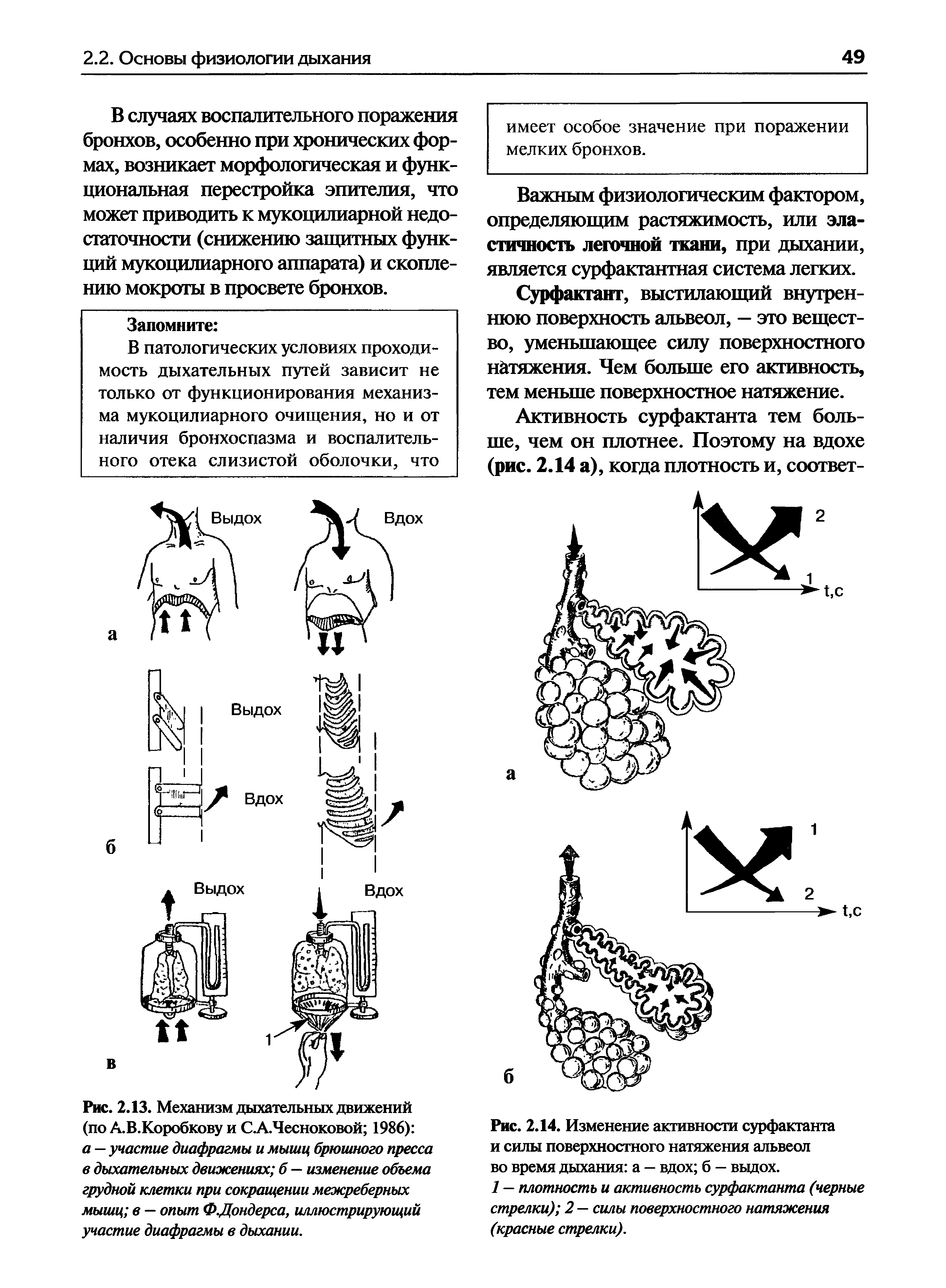 Рис. 2.13. Механизм дыхательных движений (по А.В.Коробкову и С.А.Чесноковой 1986) а — участие диафрагмы и мышц брюшного пресса в дыхательных движениях б — изменение объема грудной клетки при сокращении межреберных мышц в — опыт Ф.Дондерса, иллюстрирующий участие диафрагмы в дыхании.