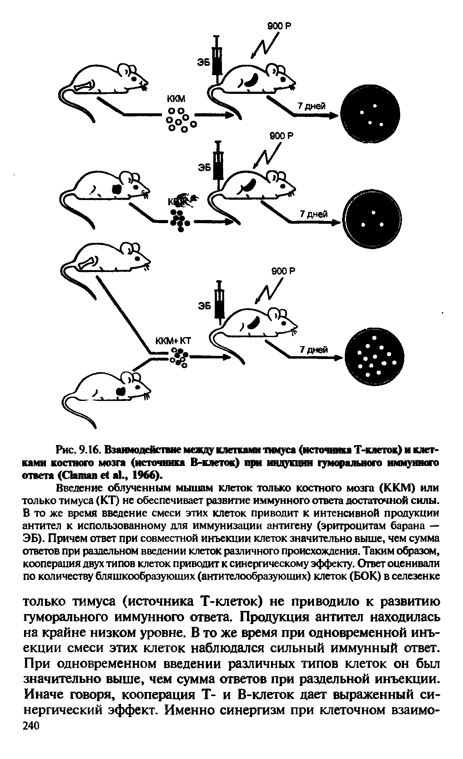 Рис. 9.16. Взаимодействие между клетками тимуса (источника Т-клеток) и клетками костного мозга (источника В-клеток) при индукции гуморального иммунного ответа (СЫшап е1 а ., 1966).