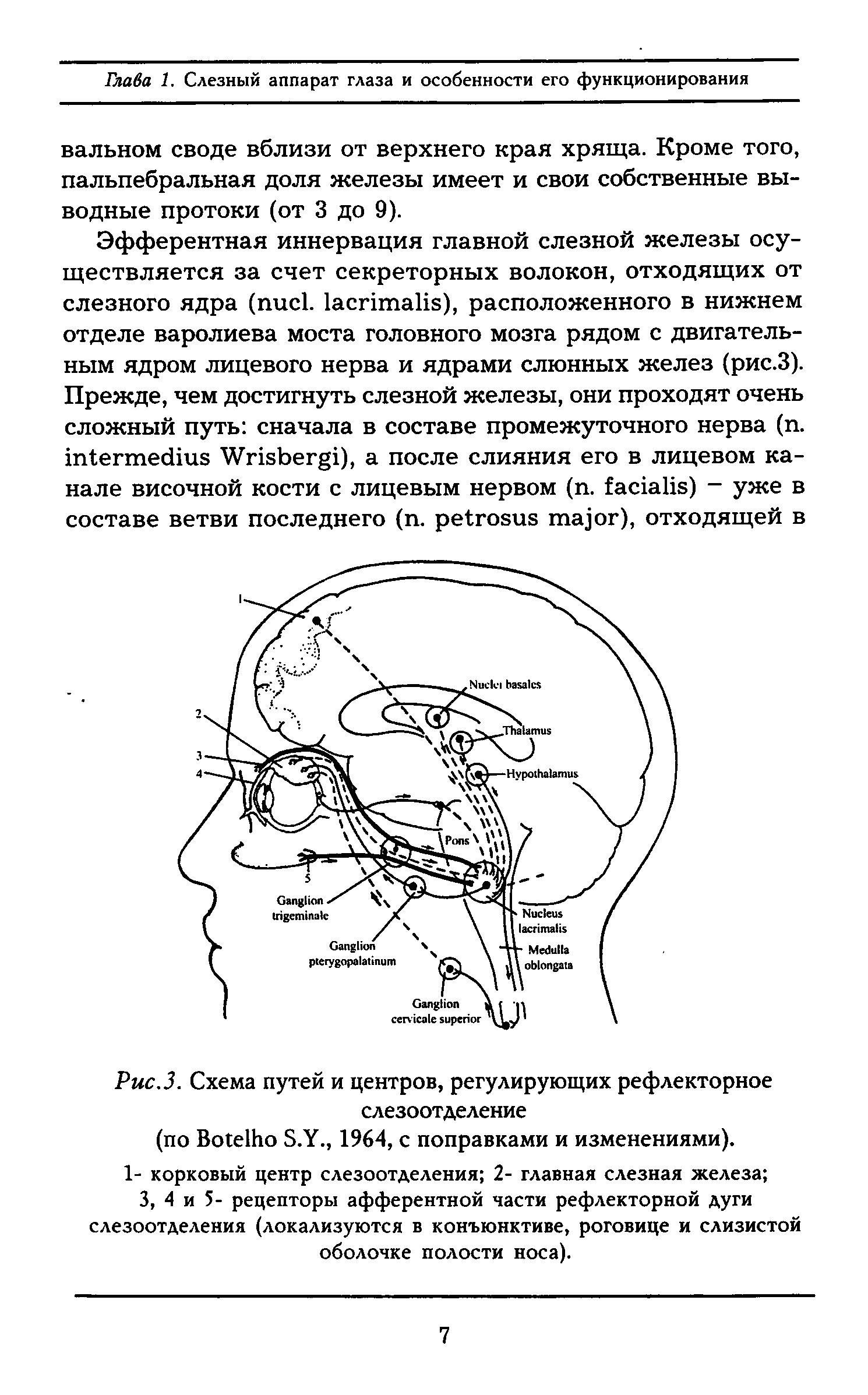 Рис.З. Схема путей и центров, регулирующих рефлекторное слезоотделение...