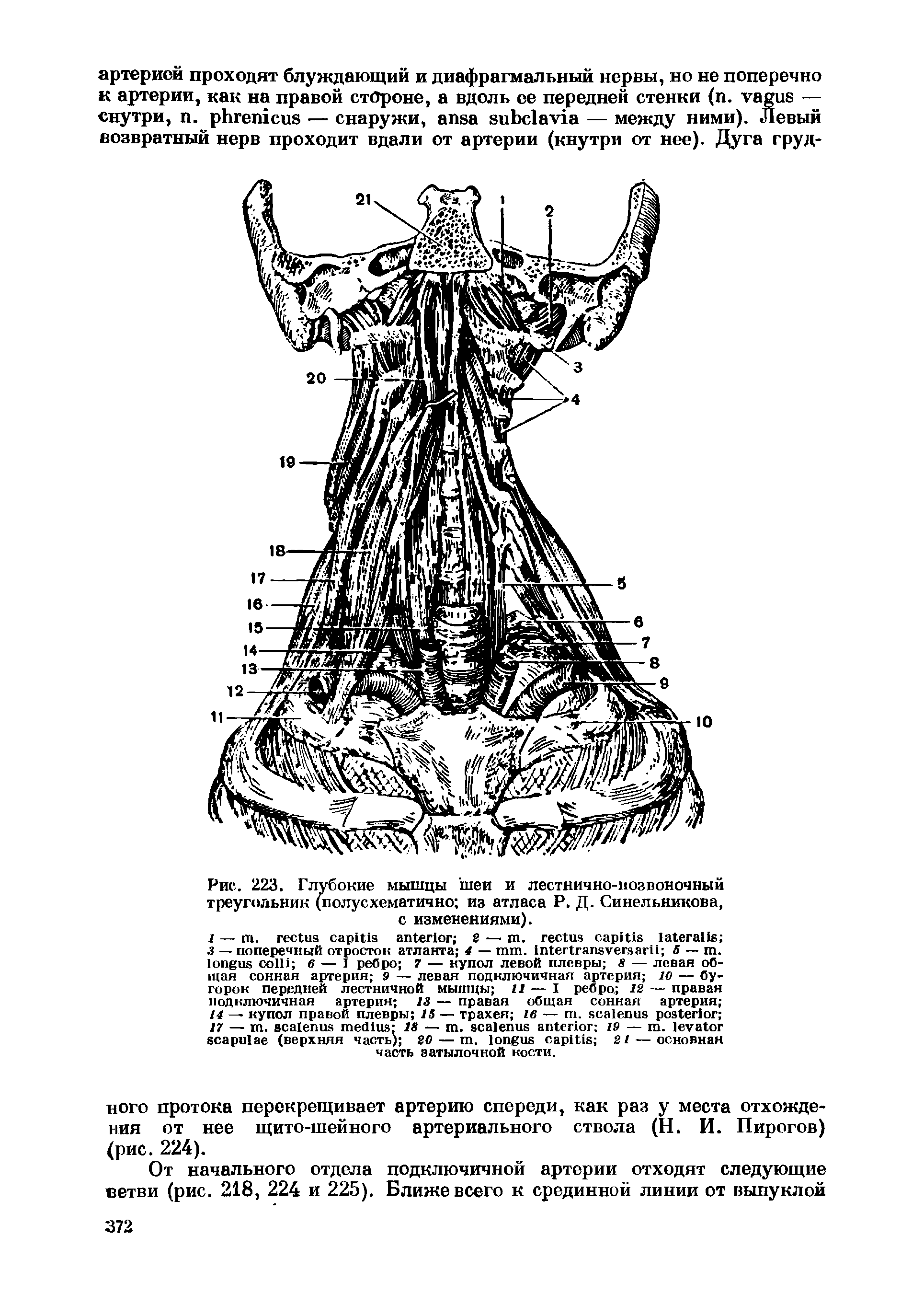 Рис. 223. Глубокие мышцы шеи и лестнично-возвоночный треугольник (полусхематично из атласа Р. Д. Синельникова, с изменениями).