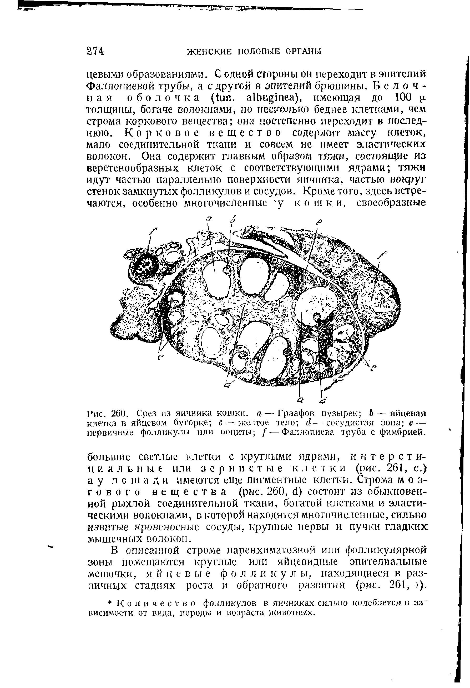 Рис. 260. Срез из яичника кошки, а — Граафов пузырек Ь — яйцевая клетка в яйцевом бугорке с — желтое тело (7—сосудистая зона е — первичные фолликулы или ооциты / — Фаллопиева труба с фимбрией.