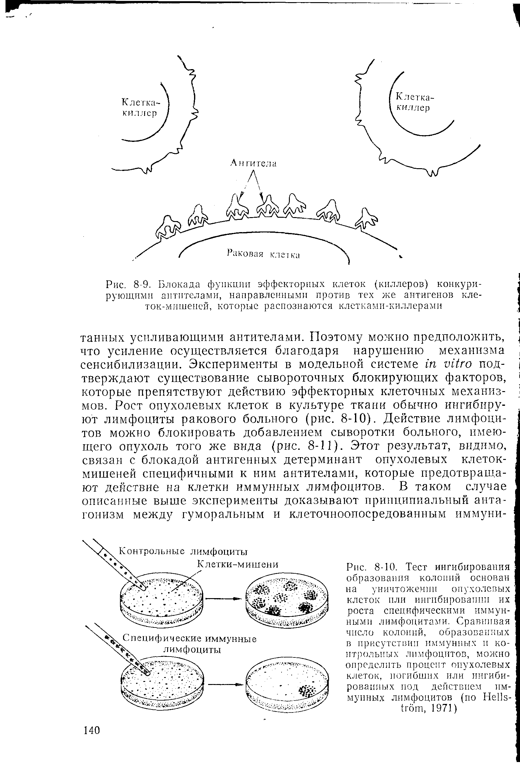 Рис. 8-9. Блокада функции эффекторных клеток (киллеров) конкурирующими антителами, направленными против тех же антигенов клеток-мишеней, которые распознаются клетками-киллерами...