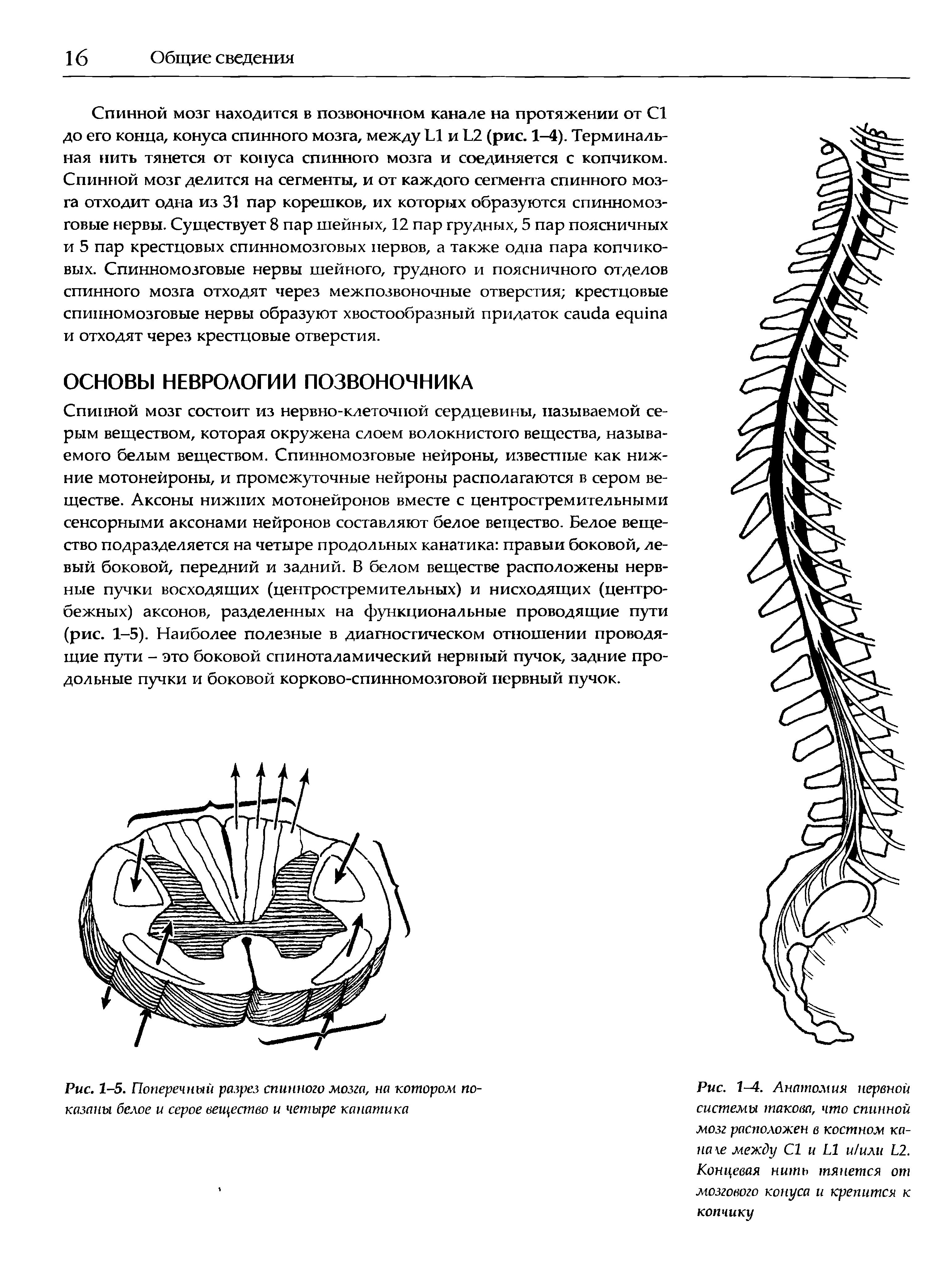 Рис. 1-5. Поперечный разрез спинного мозга, на котором показаны белое и серое вещество и четыре канатика...