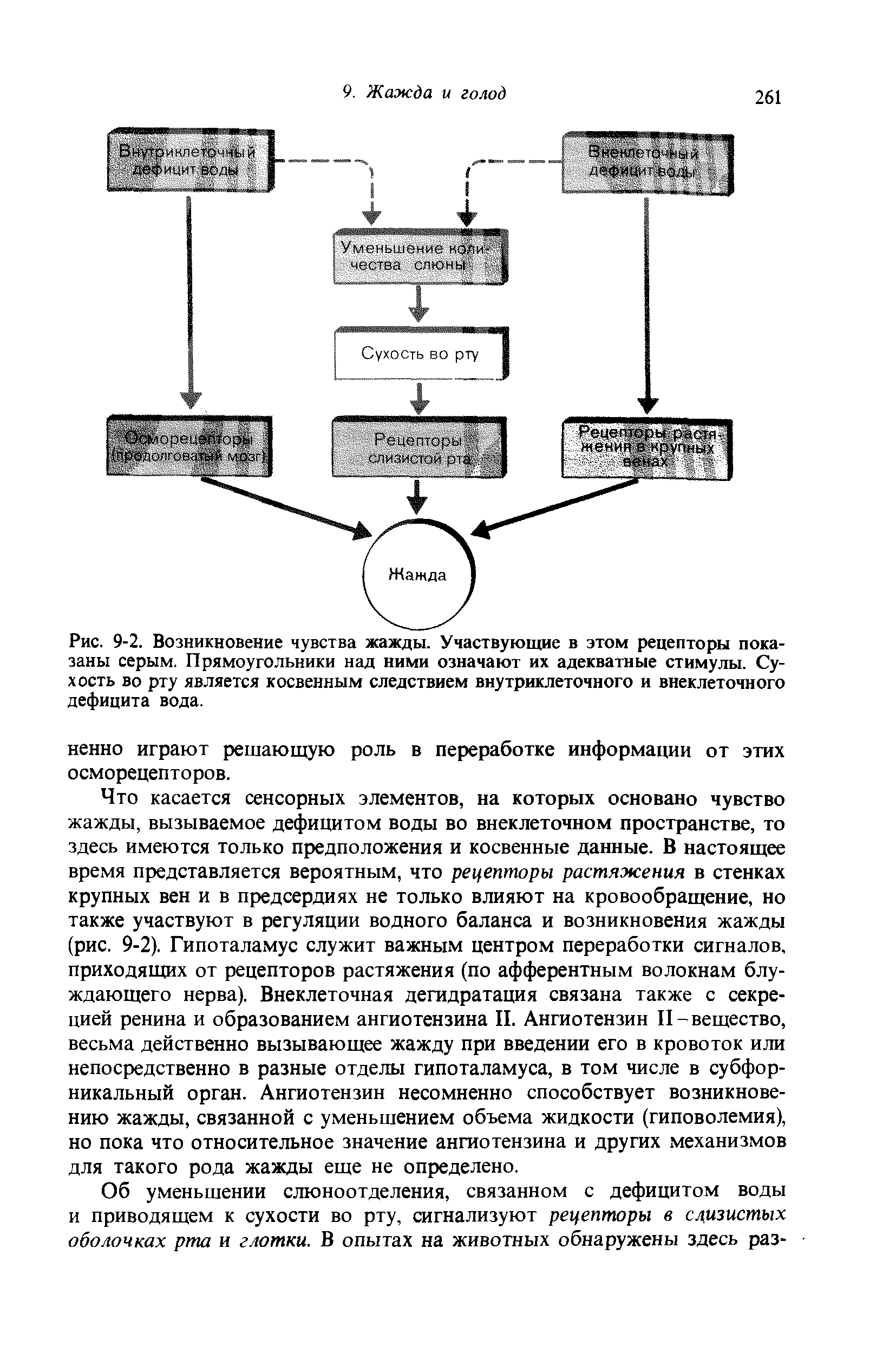 Рис. 9-2. Возникновение чувства жажды. Участвующие в этом рецепторы показаны серым. Прямоугольники над ними означают их адекватные стимулы. Сухость во рту является косвенным следствием внутриклеточного и внеклеточного дефицита вода.