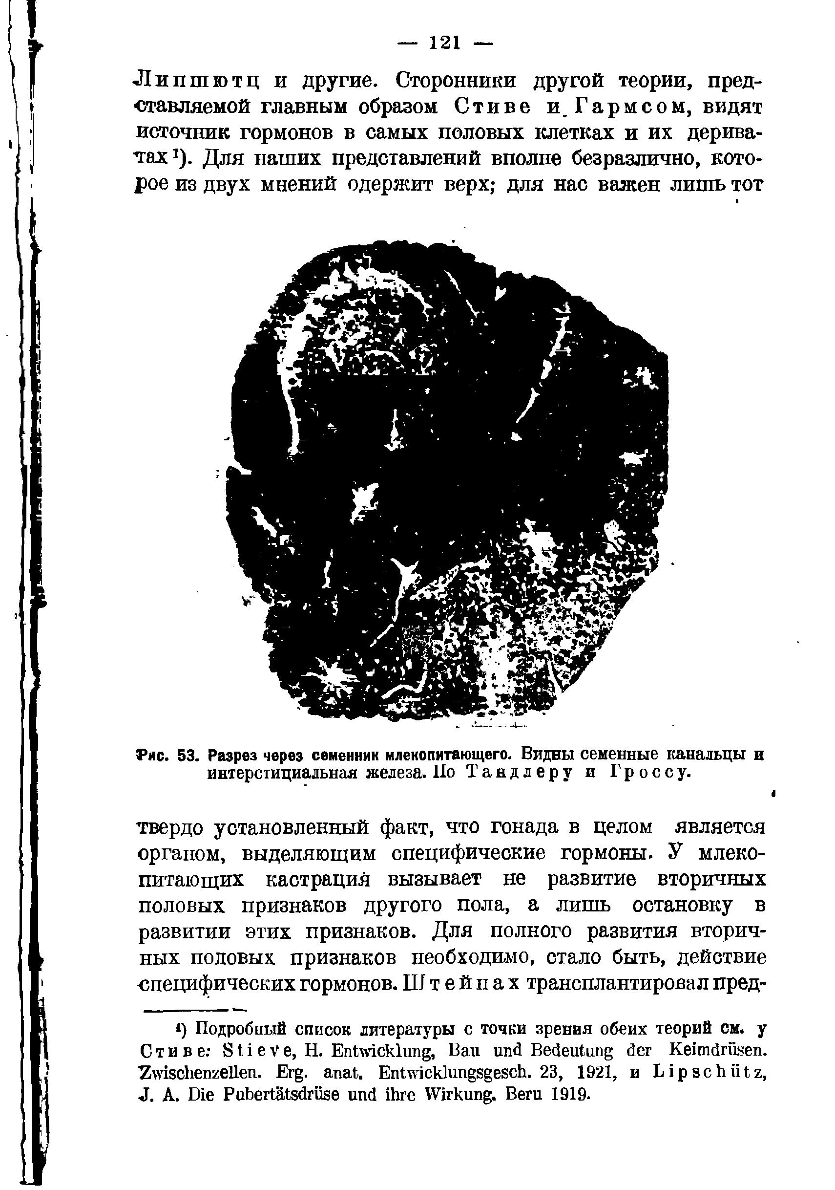 Рис. 53. Разрез через семенник млекопитающего. Видны семенные канальцы и интерстициальная железа. Но Тандлеру и Гроссу.