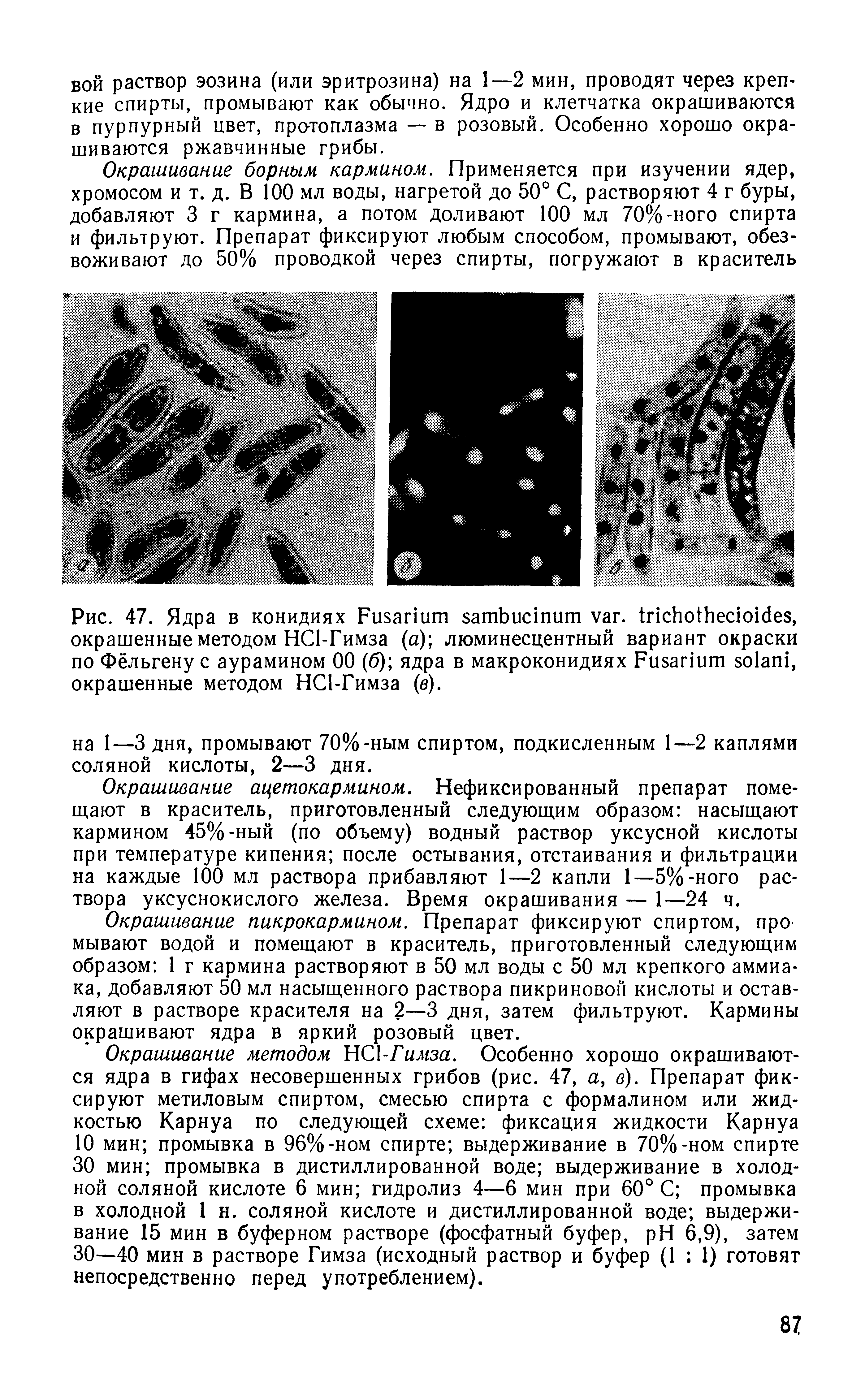 Рис. 47. Ядра в конидиях F . , окрашенные методом HC -Гимза (а) люминесцентный вариант окраски по Фёльгену с аурамином 00 (б) ядра в макроконидиях F , окрашенные методом HC -Гимза (в).