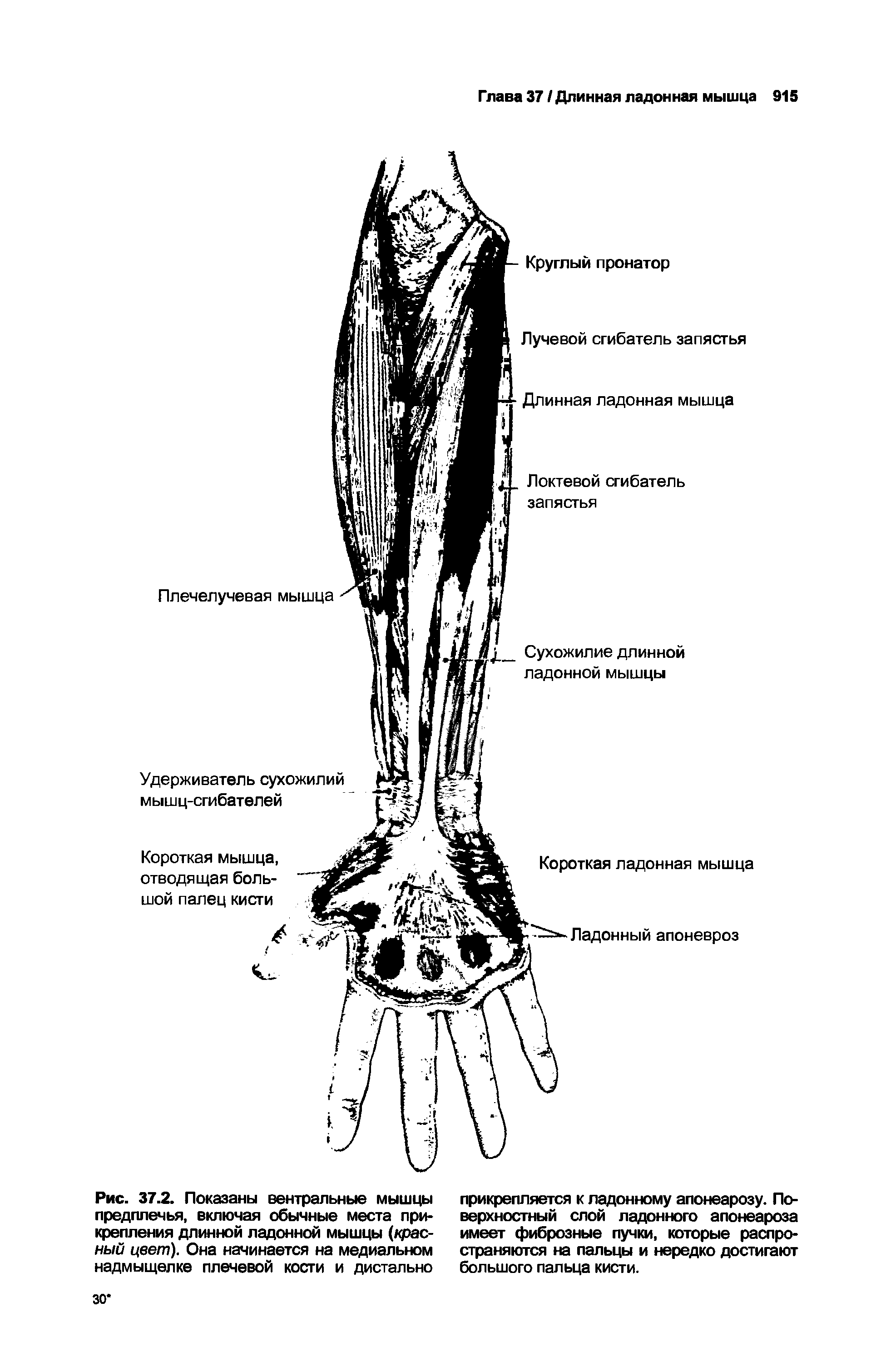 Рис. 37.2. Показаны вентральные мышцы предплечья, включая обычные места прикрепления длинной ладонной мышцы (красный цвет). Она начинается на медиальном надмыщелке плечевой кости и дистально...