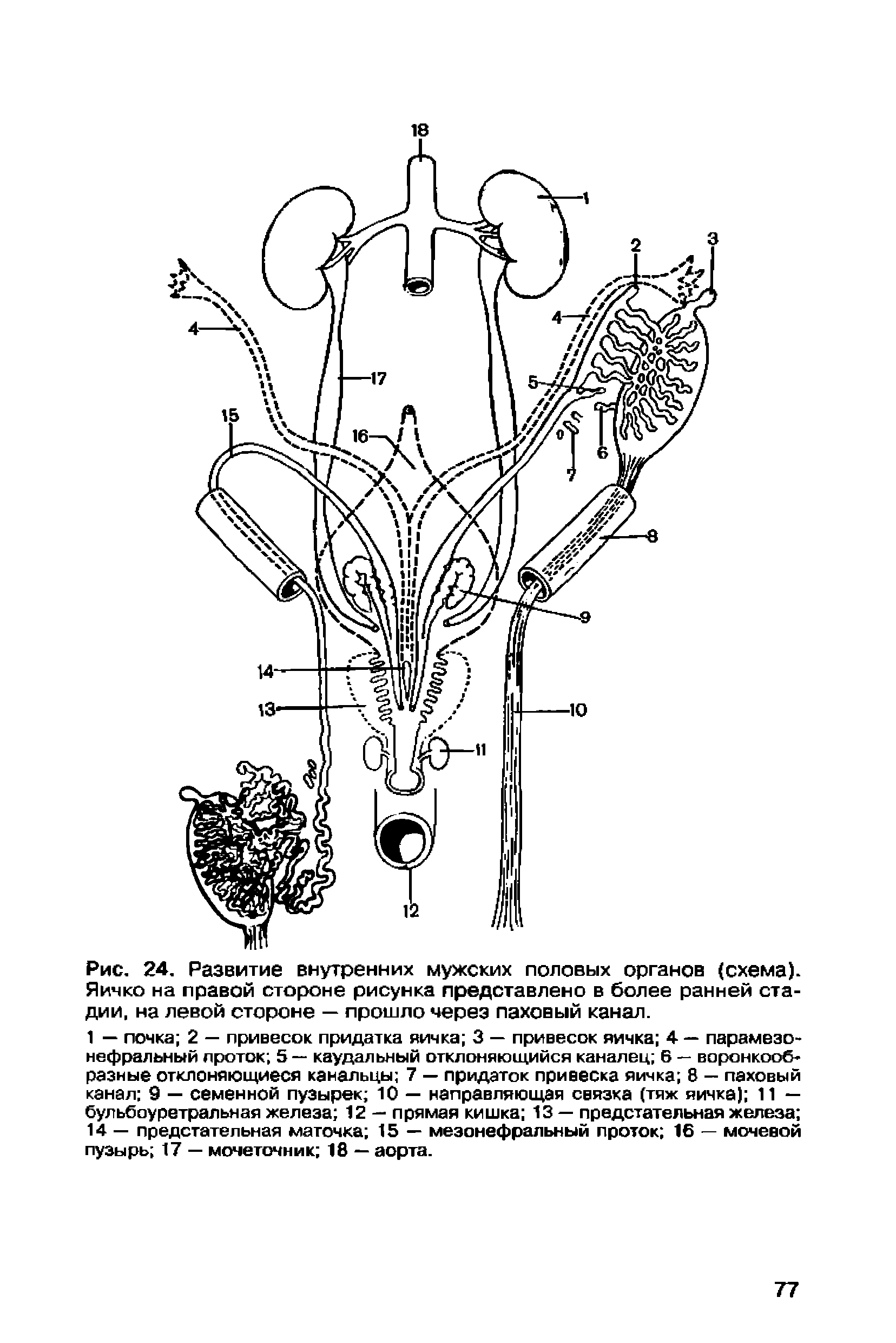 Рис. 24. Развитие внутренних мужских половых органов (схема). Яичко на правой стороне рисунка представлено в более ранней стадии, на левой стороне — прошло через паховый канал.