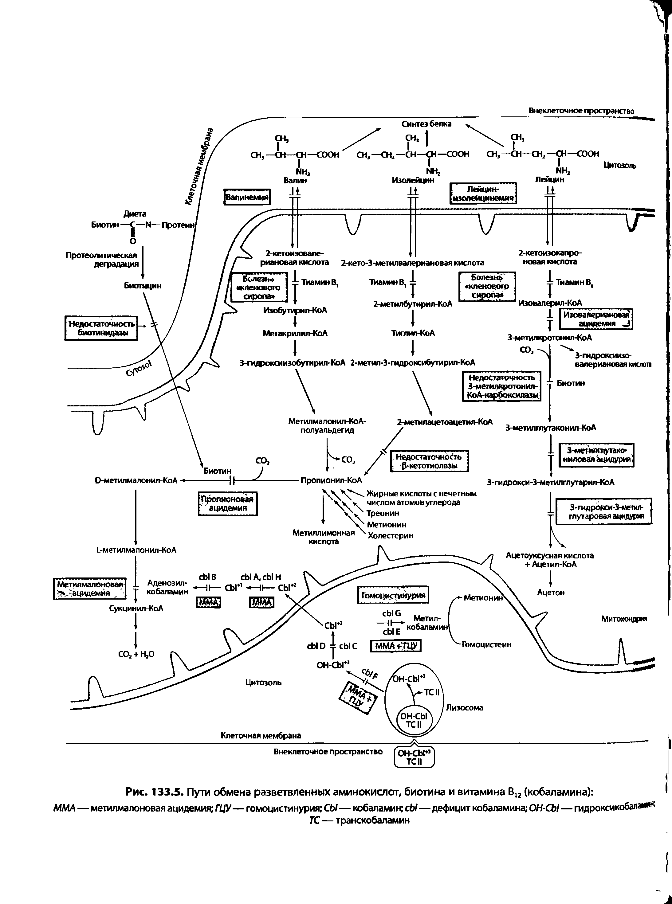 Рис. 133.5. Пути обмена разветвленных аминокислот, биотина и витамина В12 (кобаламина) ...