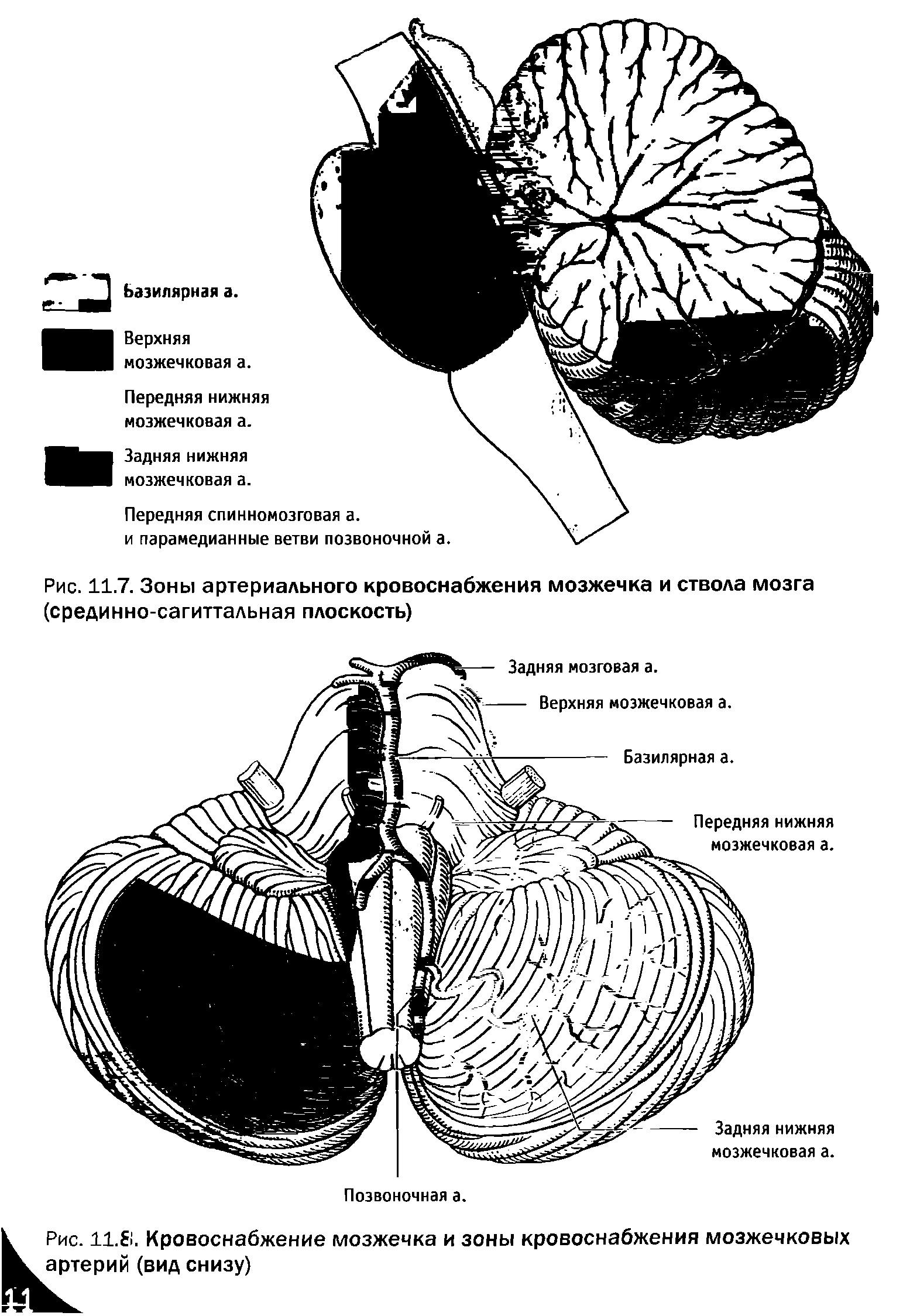 Рис. 11.7. Зоны артериального кровоснабжения мозжечка и ствола мозга (срединно-сагиттальная плоскость)...