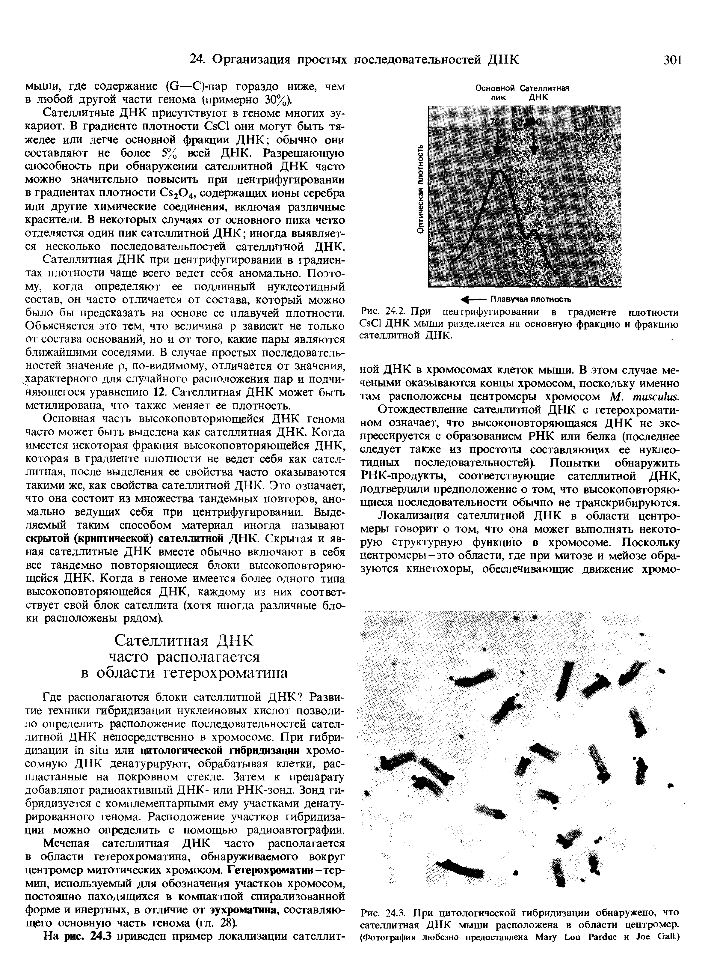 Рис. 24.3. При цитологической гибридизации обнаружено, что сателлитная ДНК мыши расположена в области центромер. (Фотография любезно предоставлена Магу L P и J G .)...