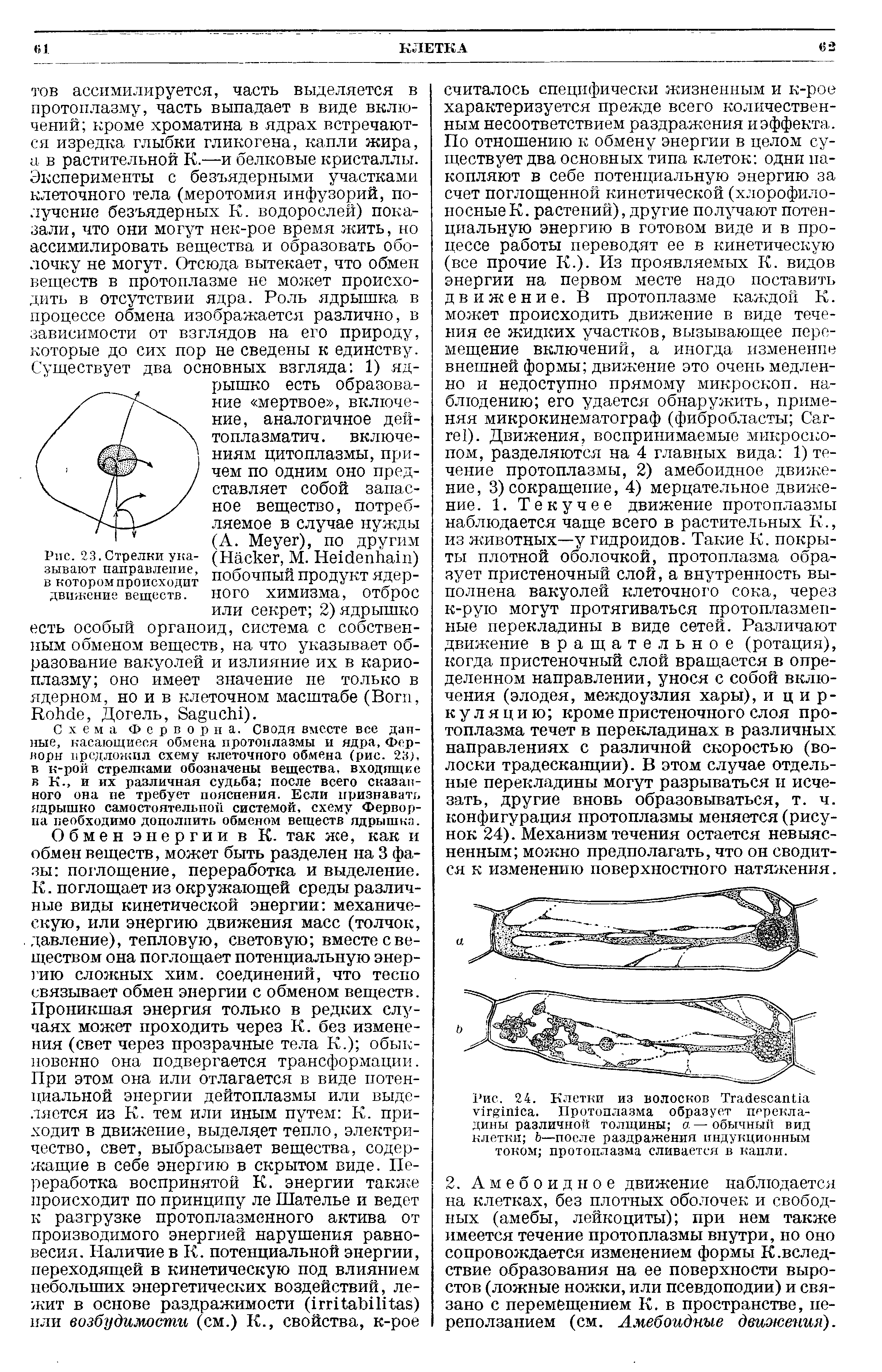 Рис. 24. Клетки из волосков ТгайейсапНа у(г 1п1са. Протоплазма образует перекладины различной толщины а—обычный вид клетки Ь—после раздражения индукционным током протоплазма сливается в капли.