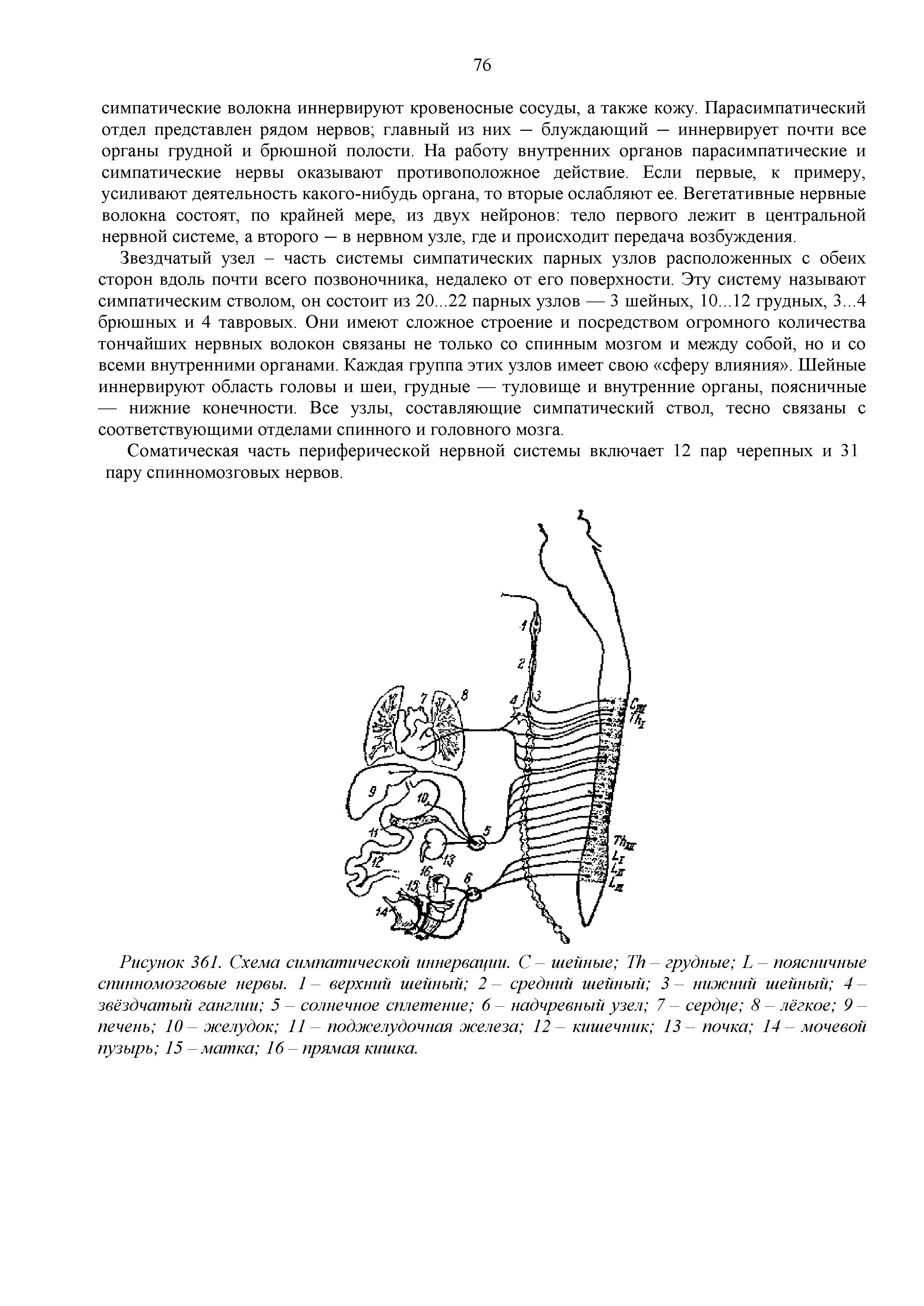 Рисунок 361. Схема симпатической иннервации. С - шейные ТИ- грудные Ь поясничные спинномозговые нервы. 1 - верхний шейный 2 - средний шейный 3 - нижний шейный 4 -звёздчатый ганглии 5 - солнечное сплетение 6 - надчревный узел 7 - сердце 8 - лёгкое 9 -печень 10 - желудок 11 - поджелудочная железа 12 - кишечник 13 - почка 14 - мочевой пузырь 15 - матка 16 - прямая кишка.