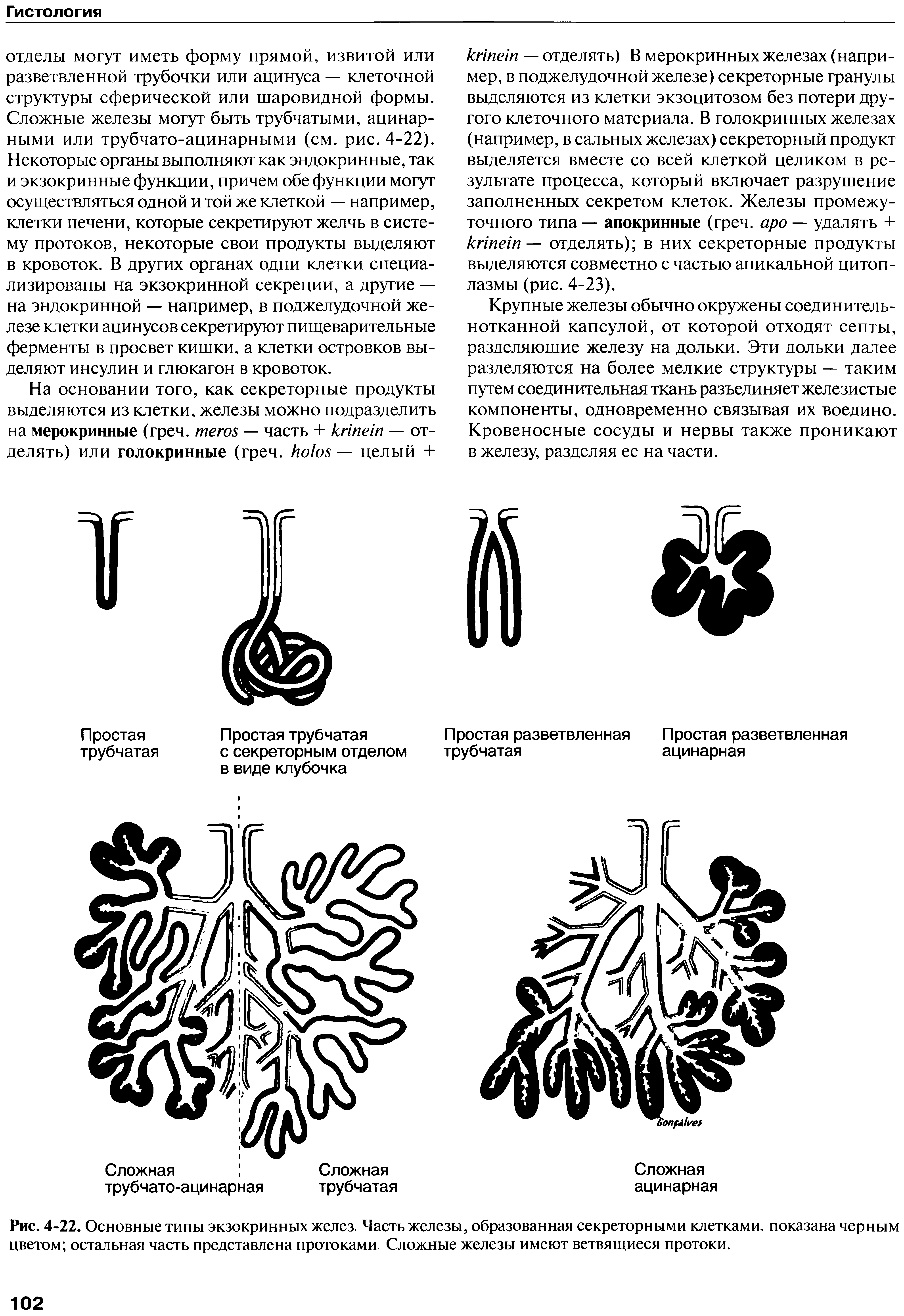 Рис. 4-22. Основные типы экзокринных желез. Часть железы, образованная секреторными клетками, показана черным цветом остальная часть представлена протоками Сложные железы имеют ветвящиеся протоки.