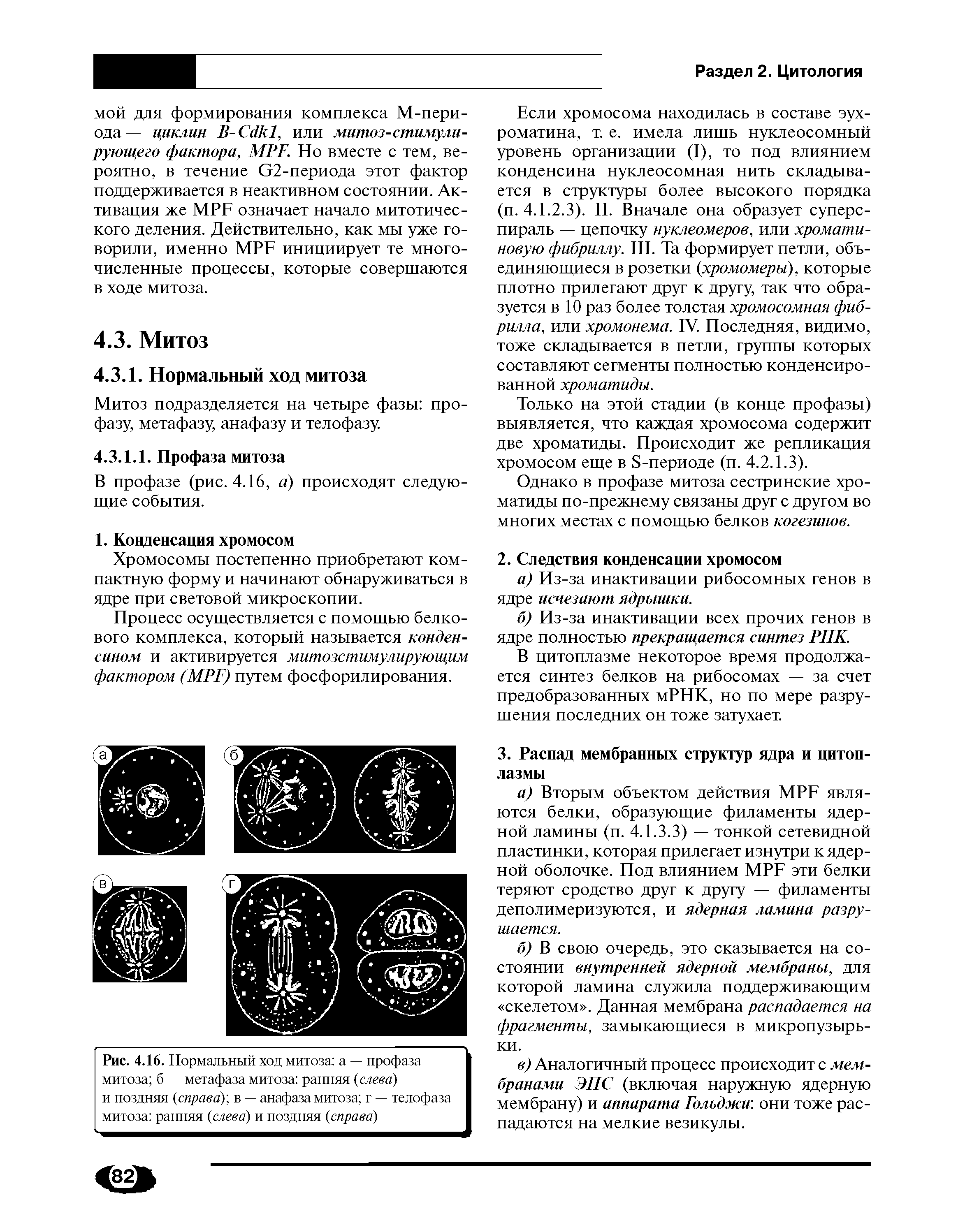 Рис. 4.16. Нормальный ход митоза а — профаза митоза б — метафаза митоза ранняя (слева) и поздняя (справа), в — анафаза митоза г — телофаза митоза ранняя (слева) и поздняя (справа)...