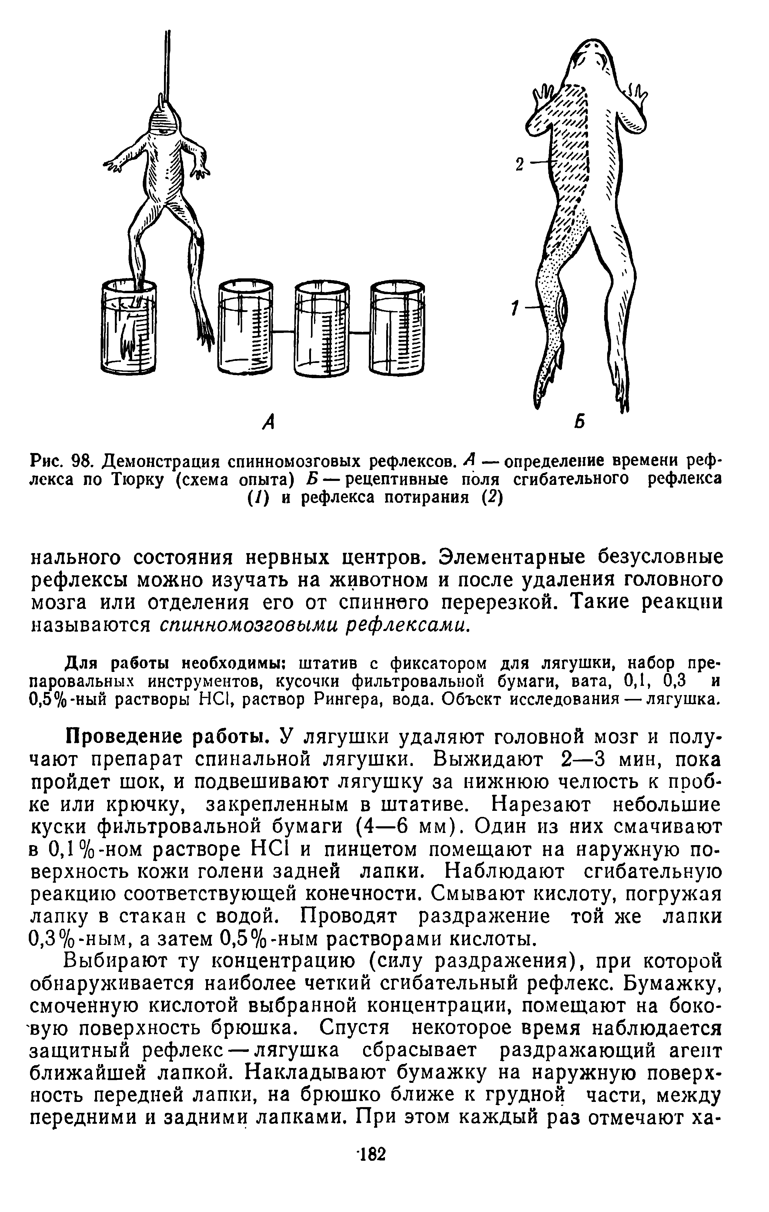 Рис. 98. Демонстрация спинномозговых рефлексов. Л — определение времени рефлекса по Тюрку (схема опыта) Б — рецептивные поля сгибательного рефлекса (/) и рефлекса потирания (2)...