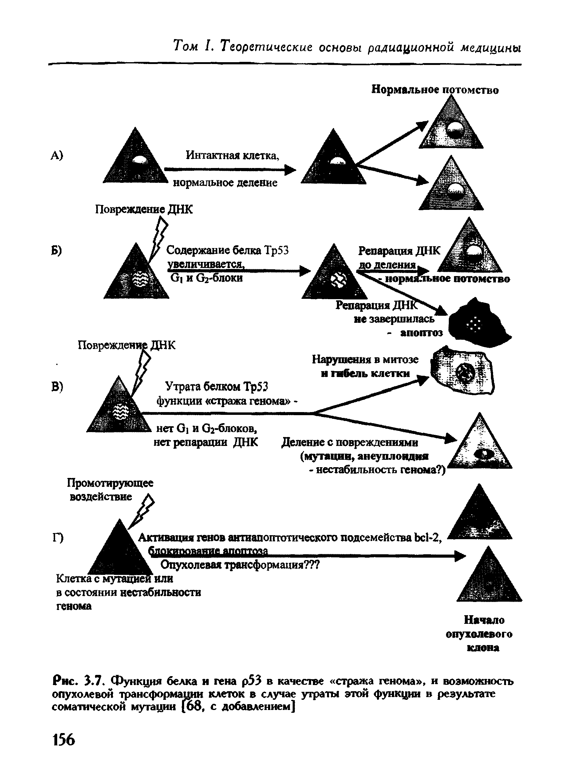 Рис. 3.7. Функция белка и гена р53 в качестве стража генома , и возможность опухолевой трансформации клеток в случае утраты этой функции в результате соматической мутации (68, с добавлением]...